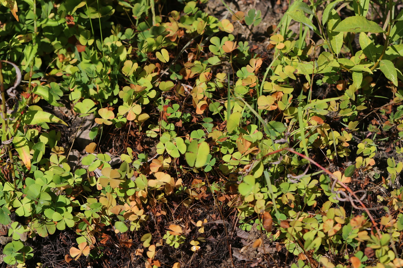 Marsilea.quadrifolia.St-Stangdorfer.Teiche.südlicher.kl.Teich.28 .Juli.26.JPG
