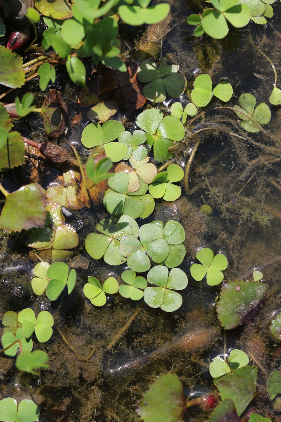 Marsilea.quadrifolia.St-Weinburger.Teiche.NW.v.Mureck .19.Jul.26.JPG