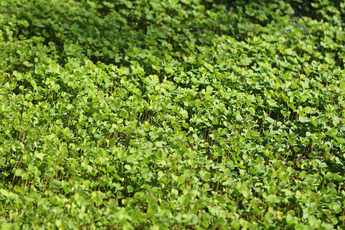 Marsilea.quadrifolia.St-Wundschuher.Teiche.Waldteich .24.Juli.2026.JPG