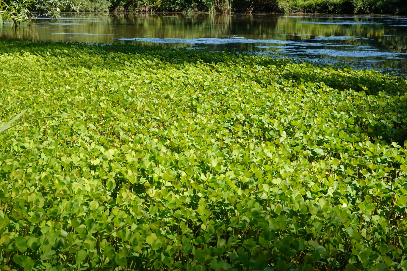 Marsilea.quadrifolia.St-Wundschuher.Teiche.Waldteich. 24.Juli.26.JPG