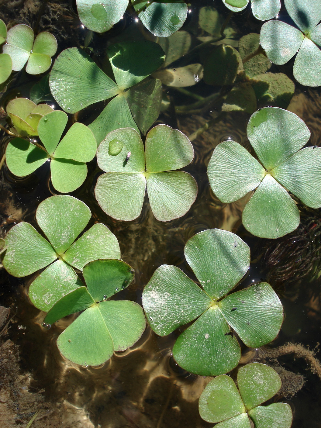 Marsilea.quadrifolia.Wundschuh.2010.jpg