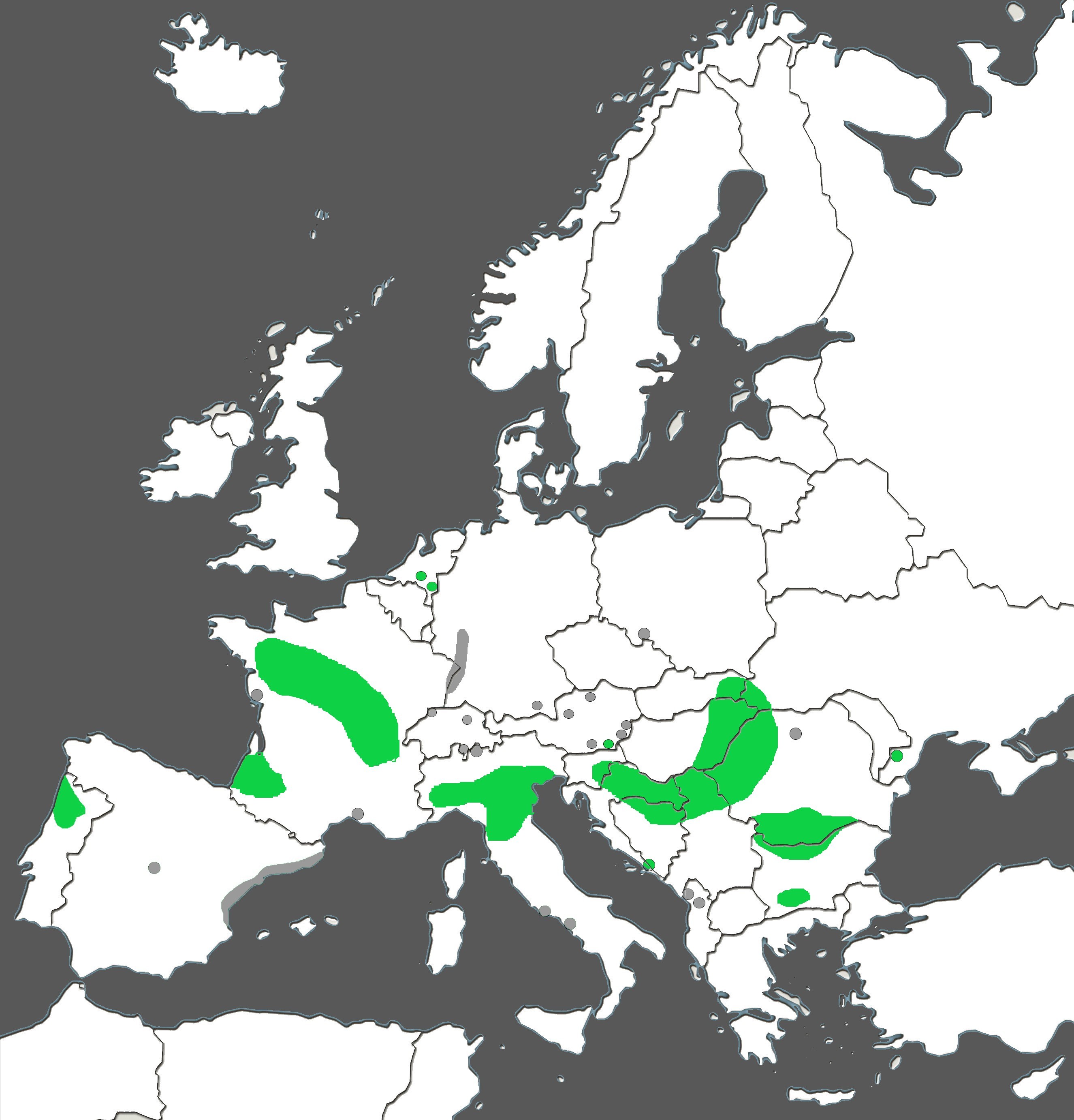 Marsilea quadrifolia Europa.jpg