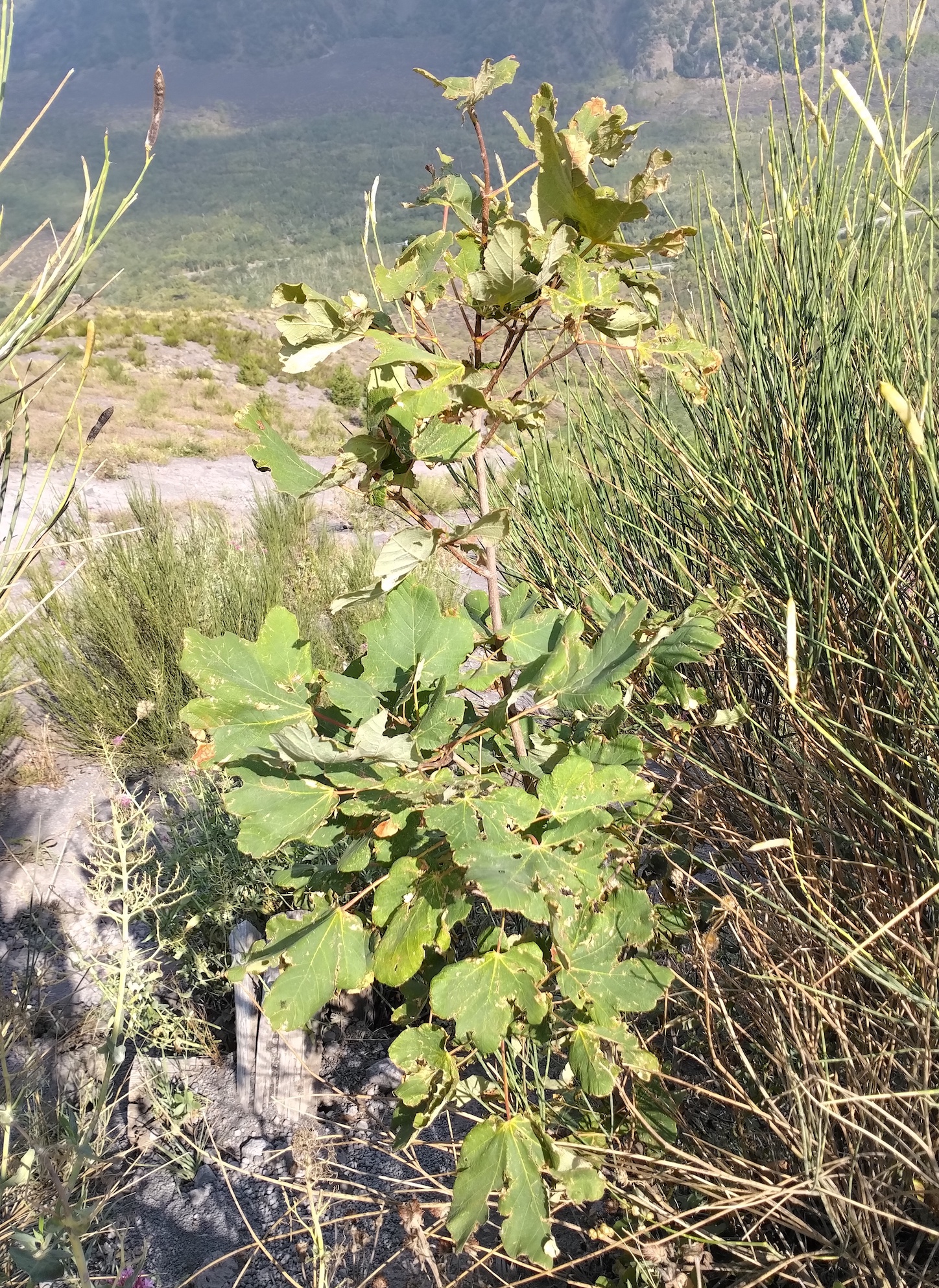 acer opalus vesuv neapel kampanien italien_20260802_102756.jpg
