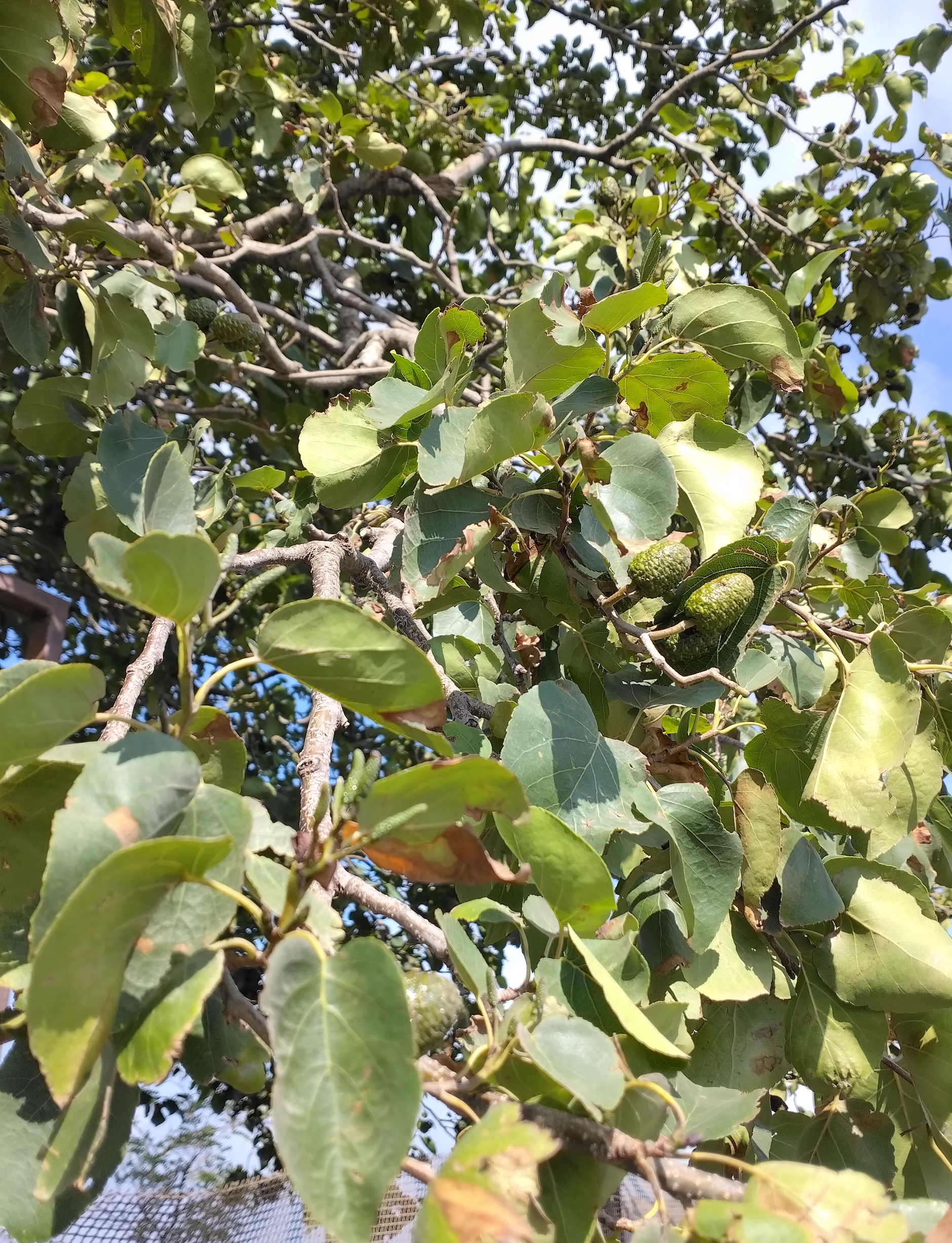 alnus cordata vesuv neapel kampanien italien_20260802_101253.jpg