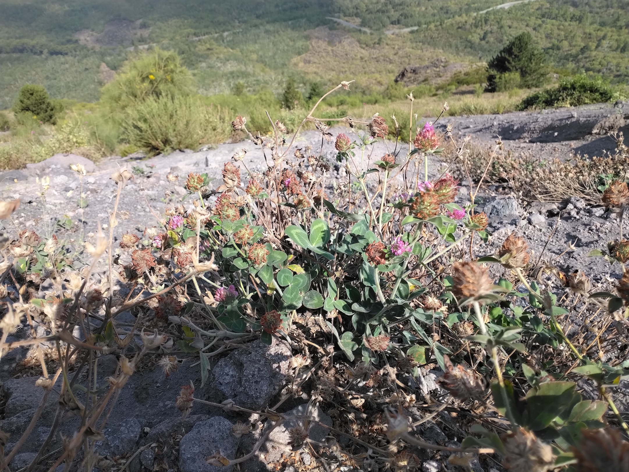 trifolium cf. pratense vesuv neapel kampanien italien_20260802_103003.jpg