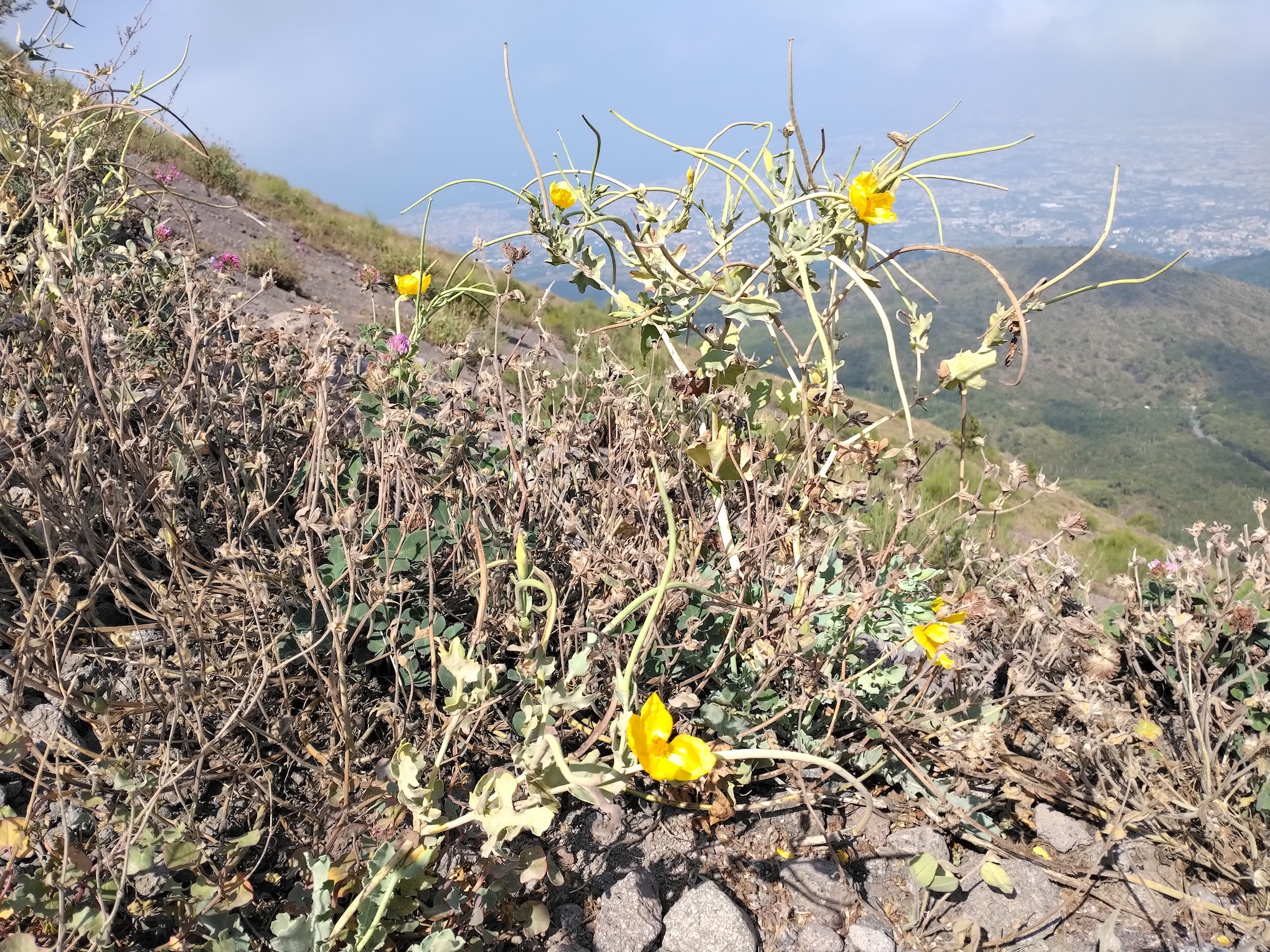 glaucium flavum vesuv neapel kampanien italien_20260802_103012.jpg