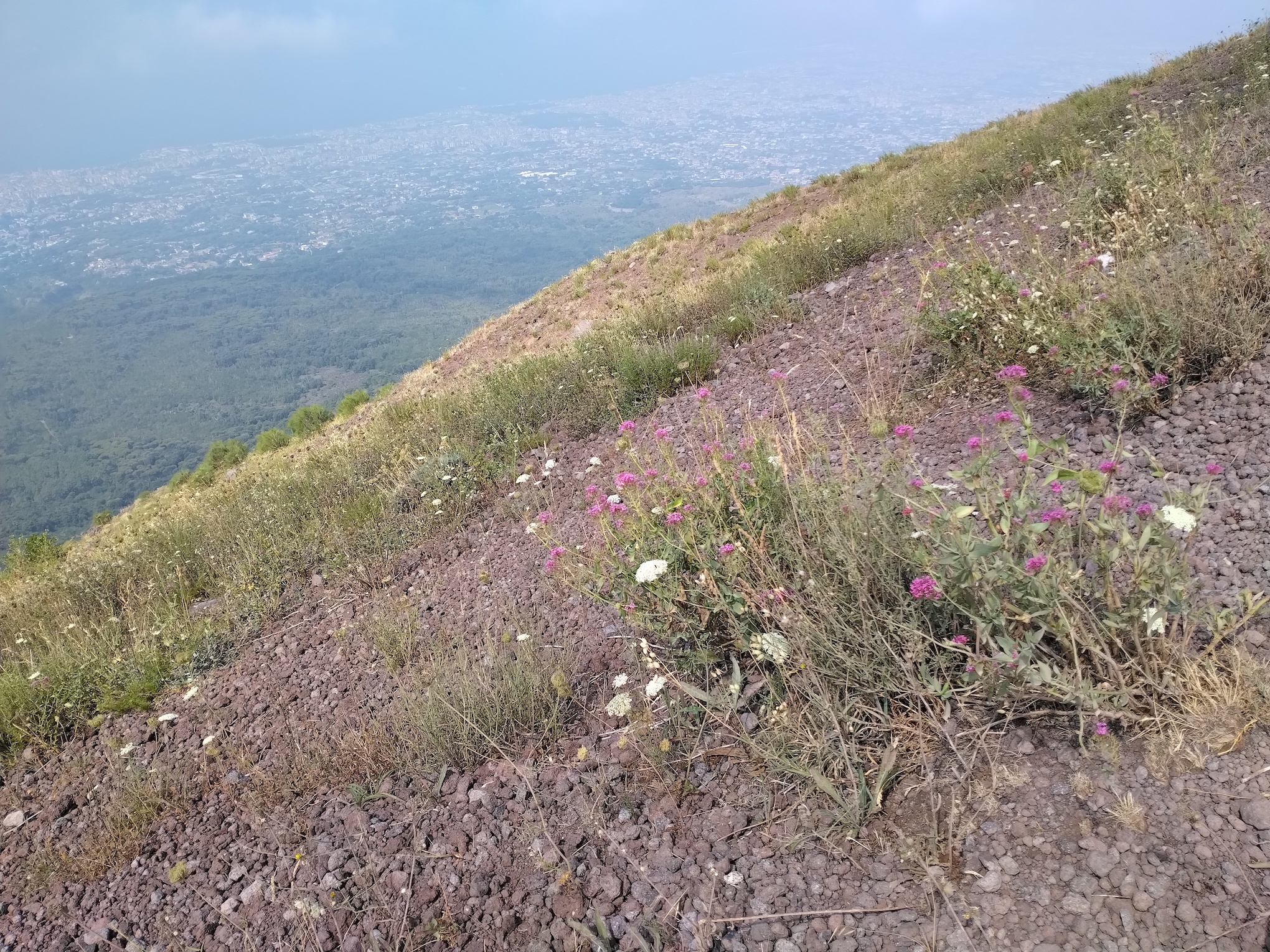 centranthus ruber kraternaher hang vesuv neapel kampanien italien_20260802_105908.jpg