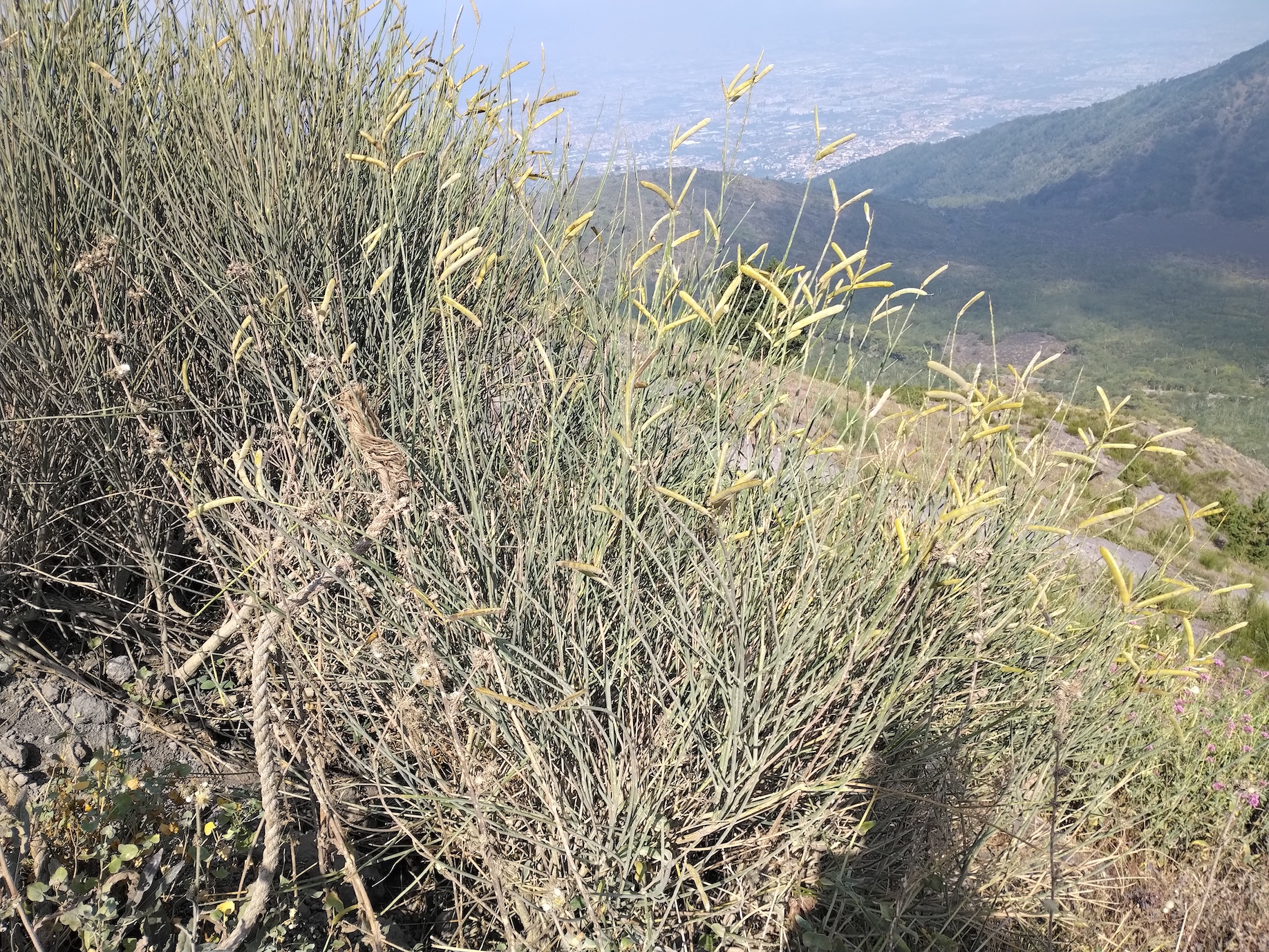 spartium junceum vesuv neapel kampanien italien_20260802_102738.jpg