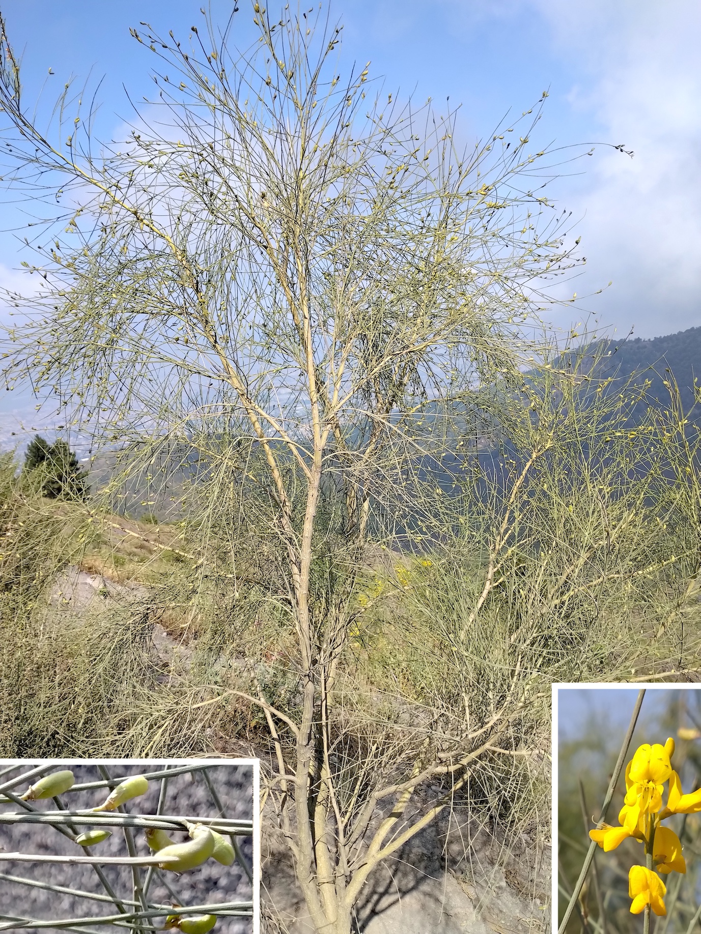 genista aetnensis vesuv neapel kampanien italien_20260802_102632.jpg