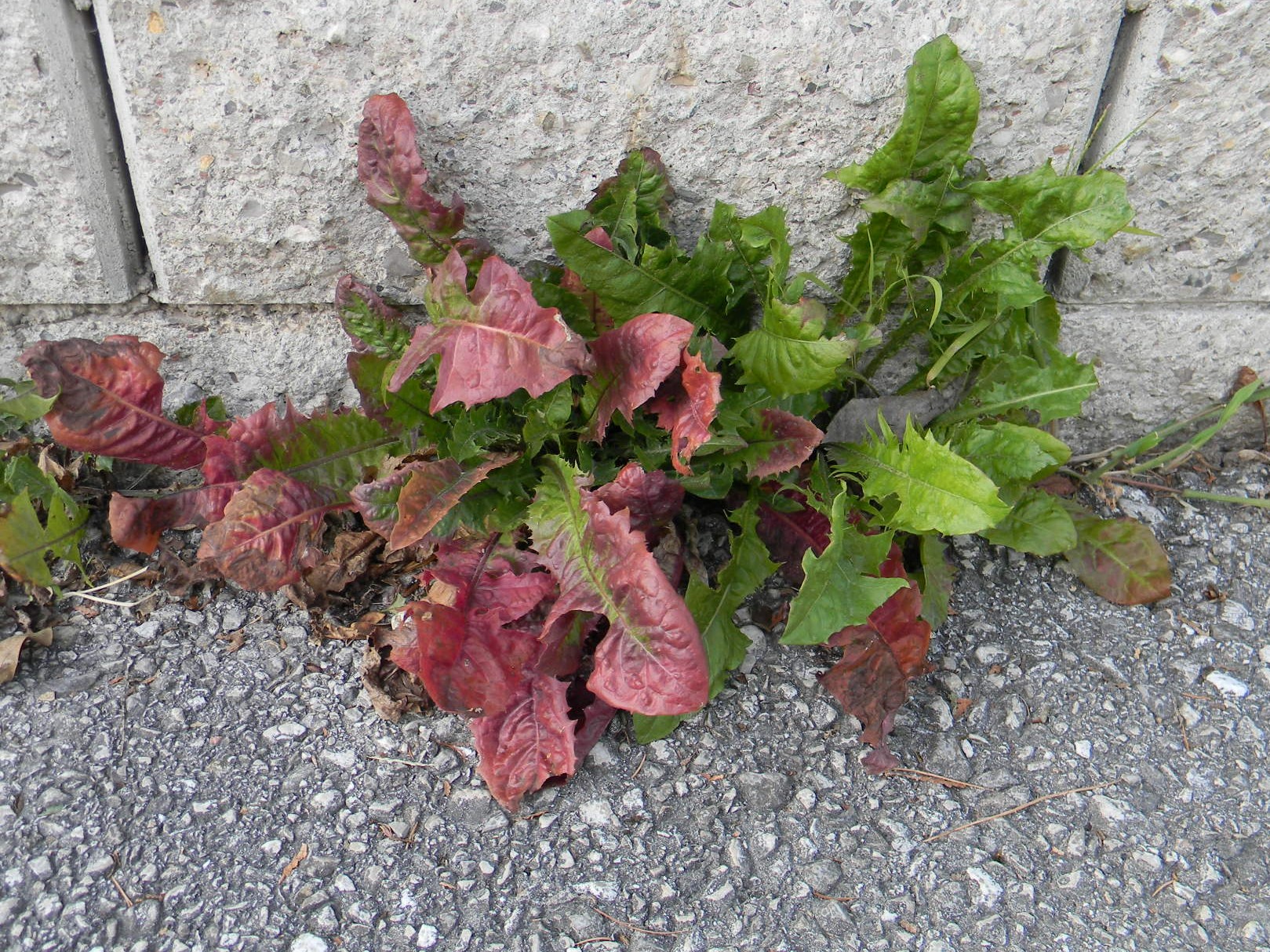 DSCN2285.JPG