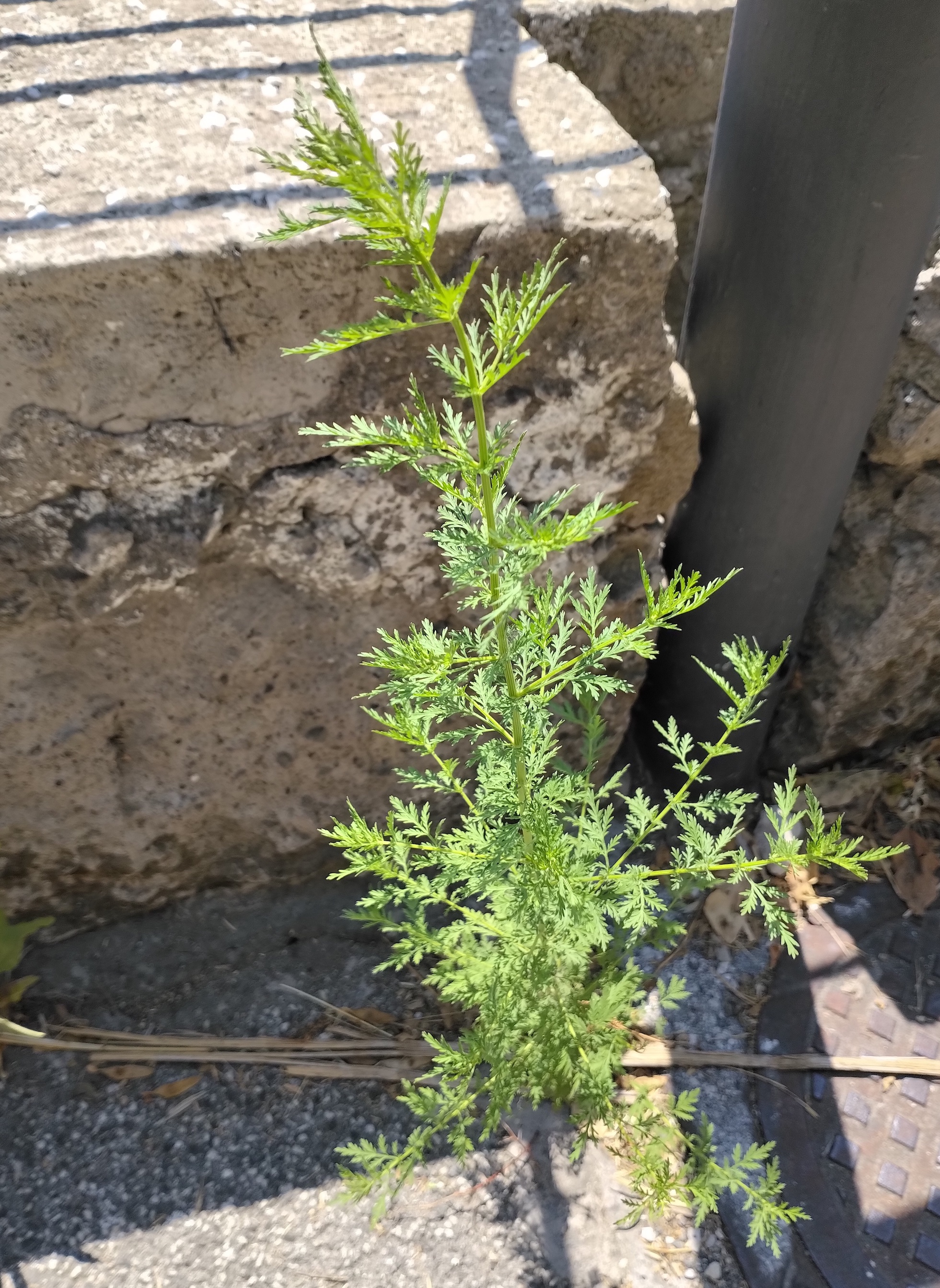 artemisia annua pozzuoli neapel kampanien italien_20260805_122339.jpg