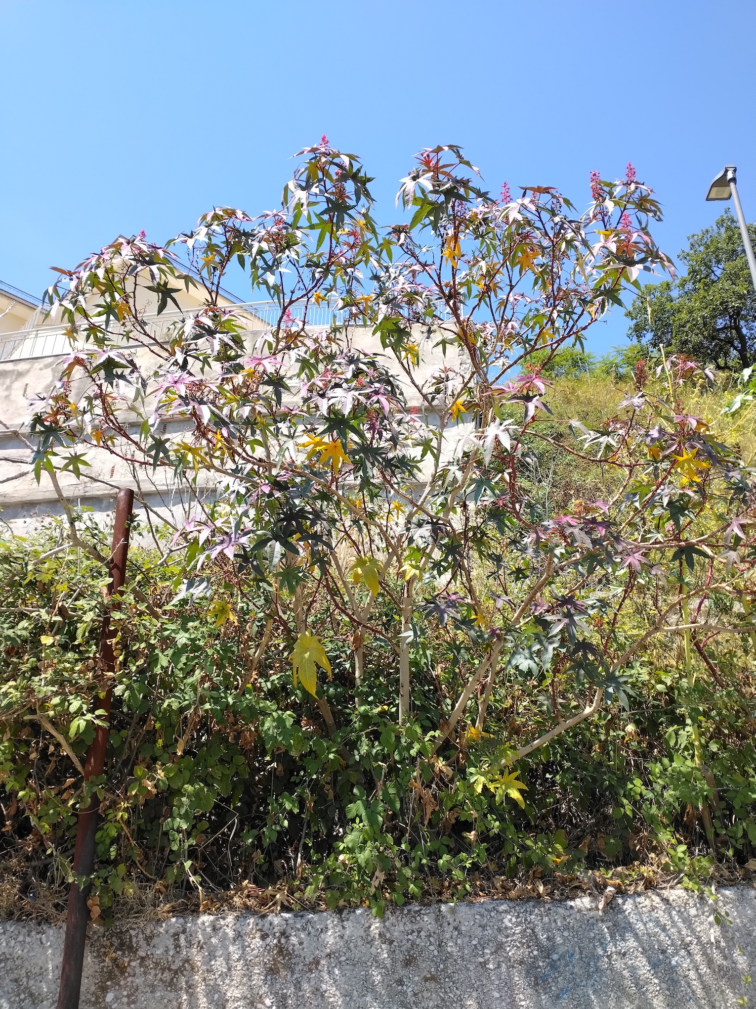 ricinus communis pozzuoli kampanien italien_20260805_121153.jpg