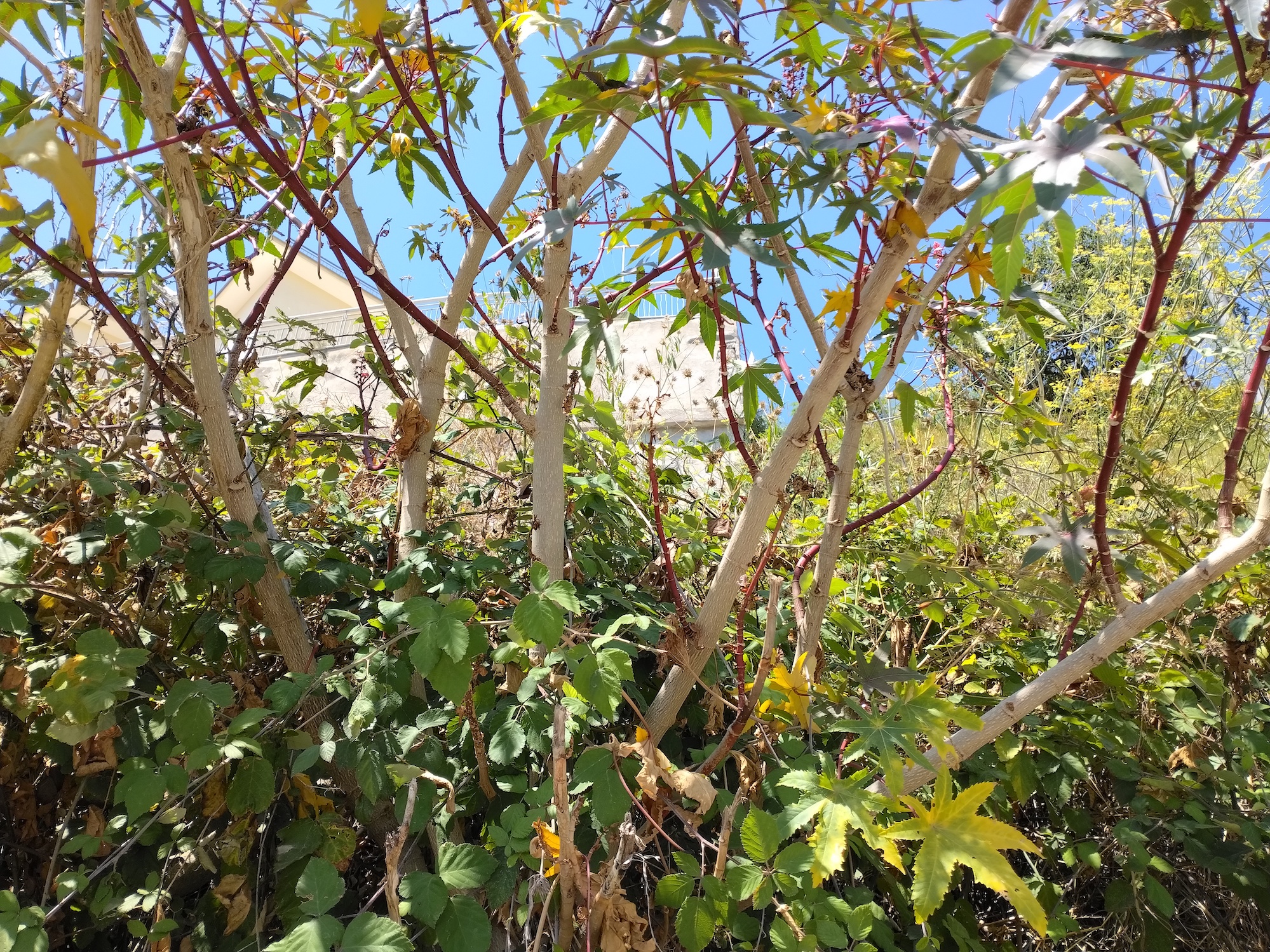 ricinus communis pozzuoli kampanien italien_20260805_121204.jpg
