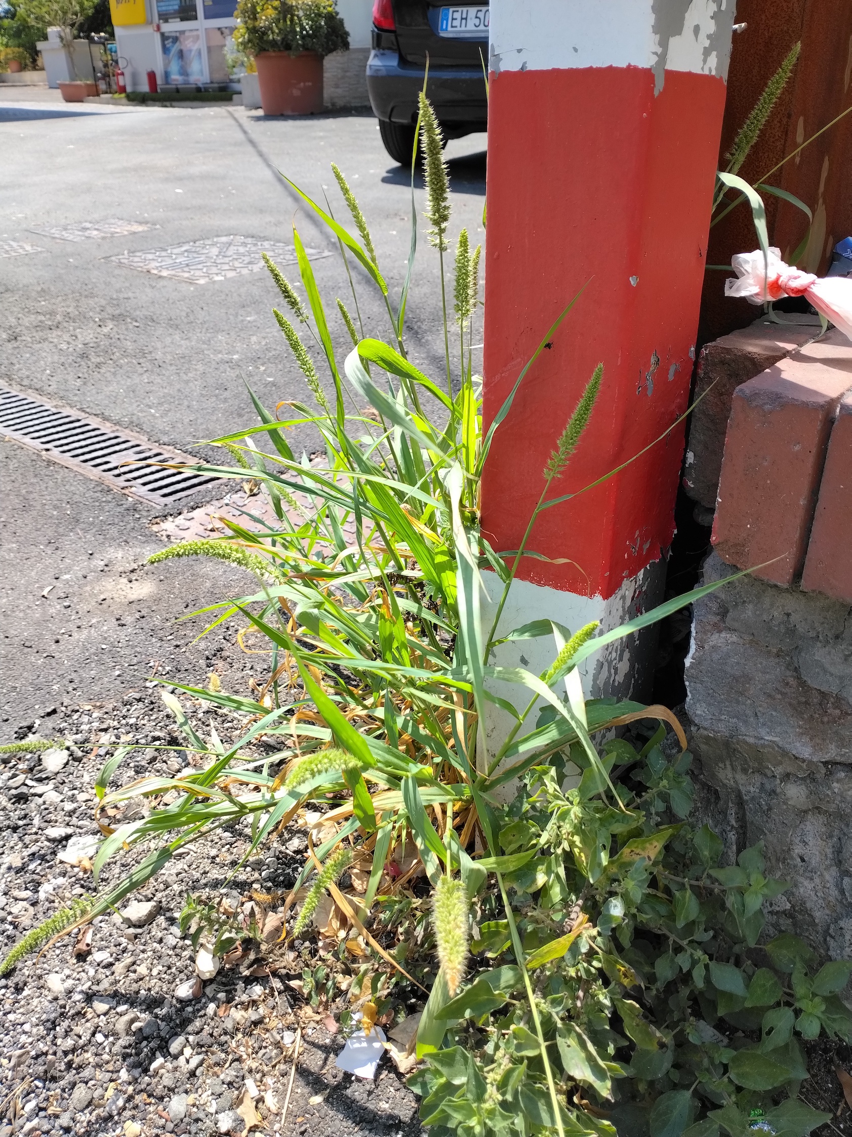 setaria verticillata pozzuoli kampanien italien_20260805_124411.jpg