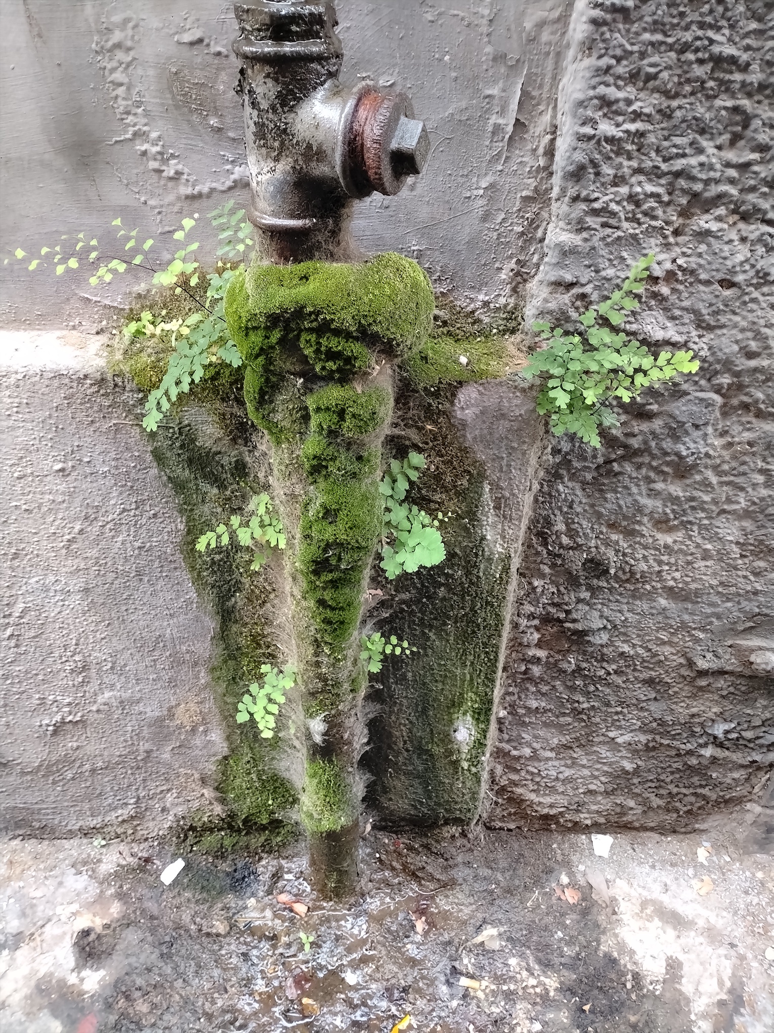 adiantum capillus-veneris neapel kampanien italien_20260802_180320.jpg