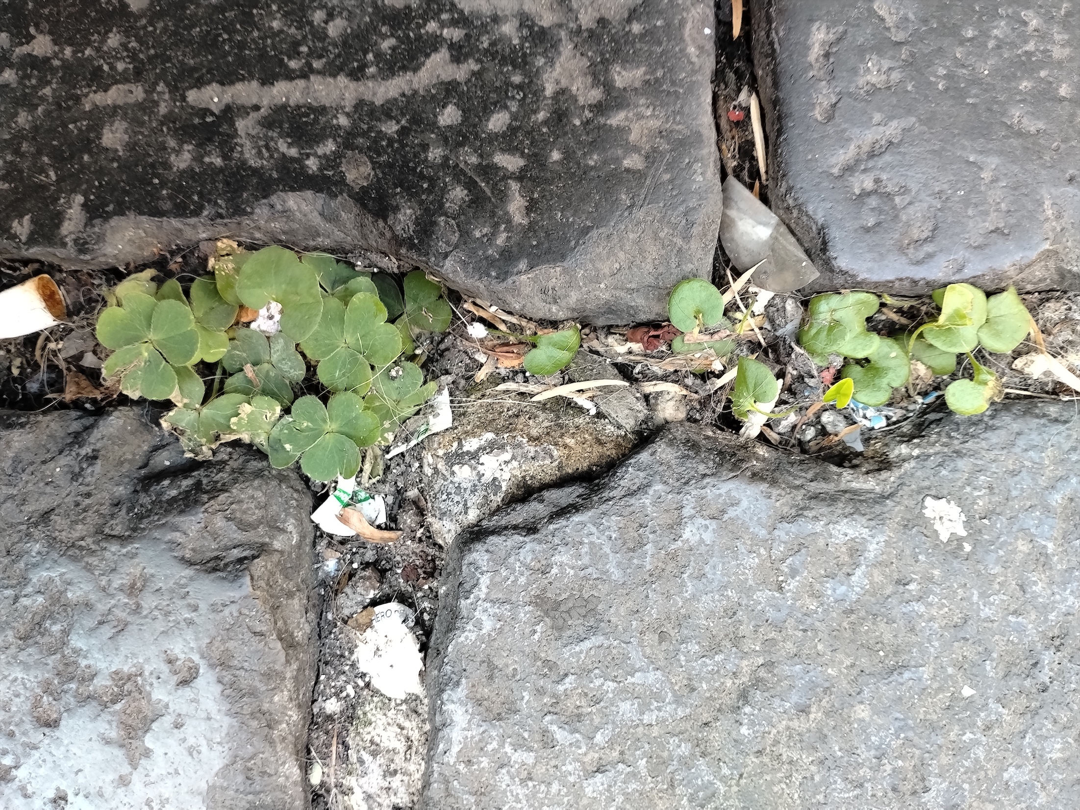 oxalis sp. und dichondra micrantha neapel kampanien italien_20260803_095058.jpg