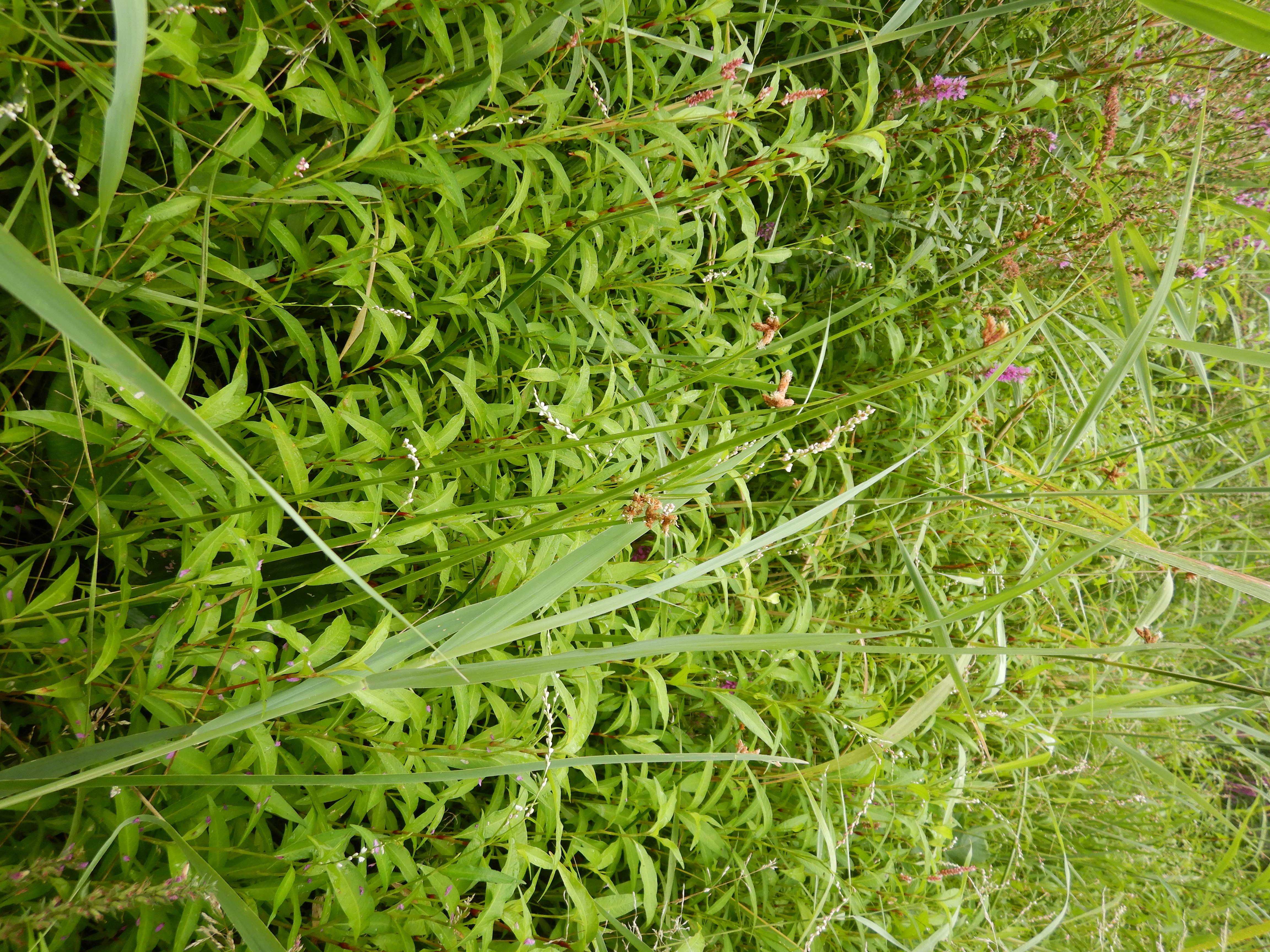 DSCN6529 donauau schönauer arm 202608-08-08 schoenoplectus triqueter.jpg