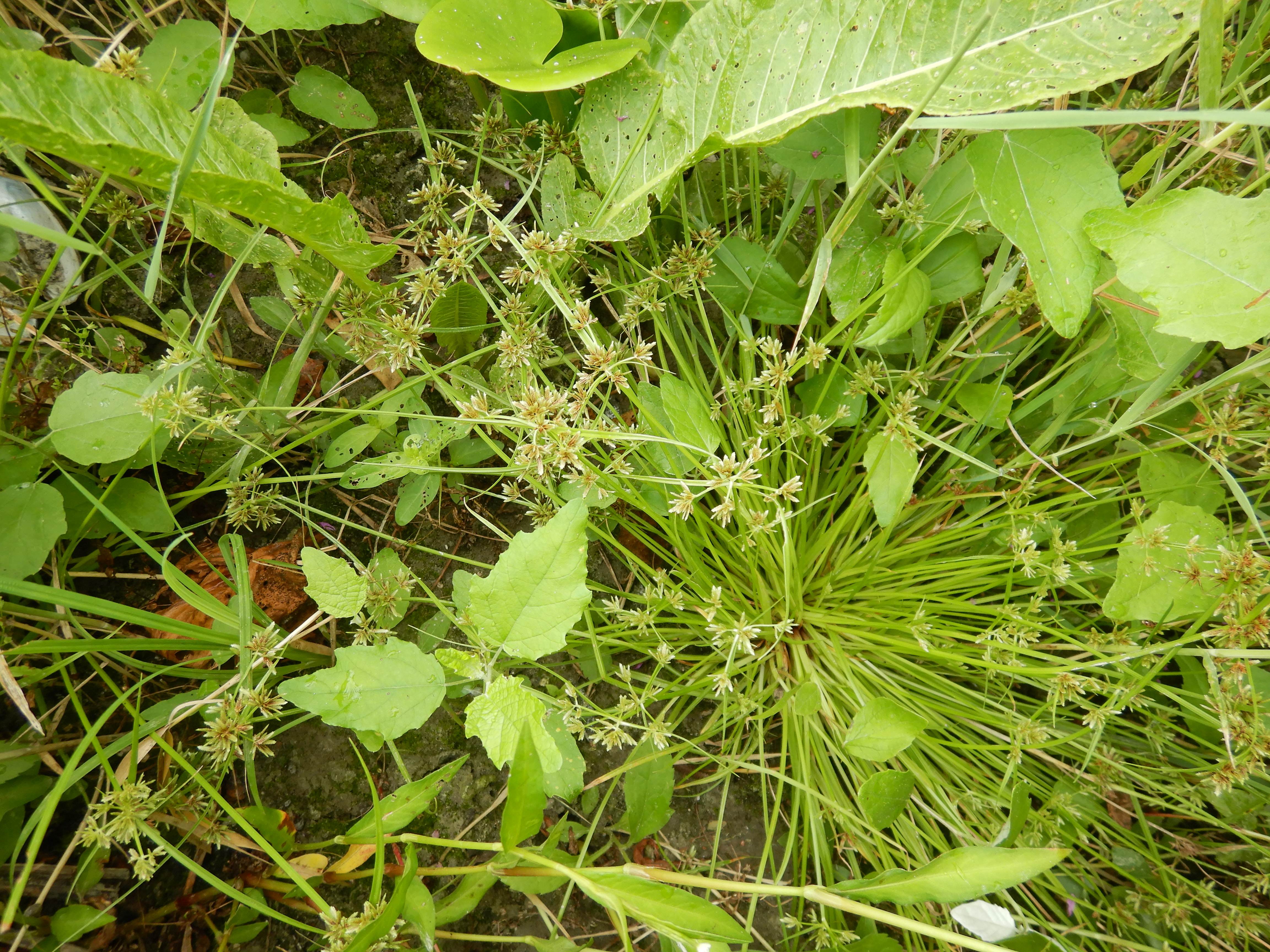 DSCN6544 donauau schönauer arm 202608-08-08 cyperus fuscus.jpg