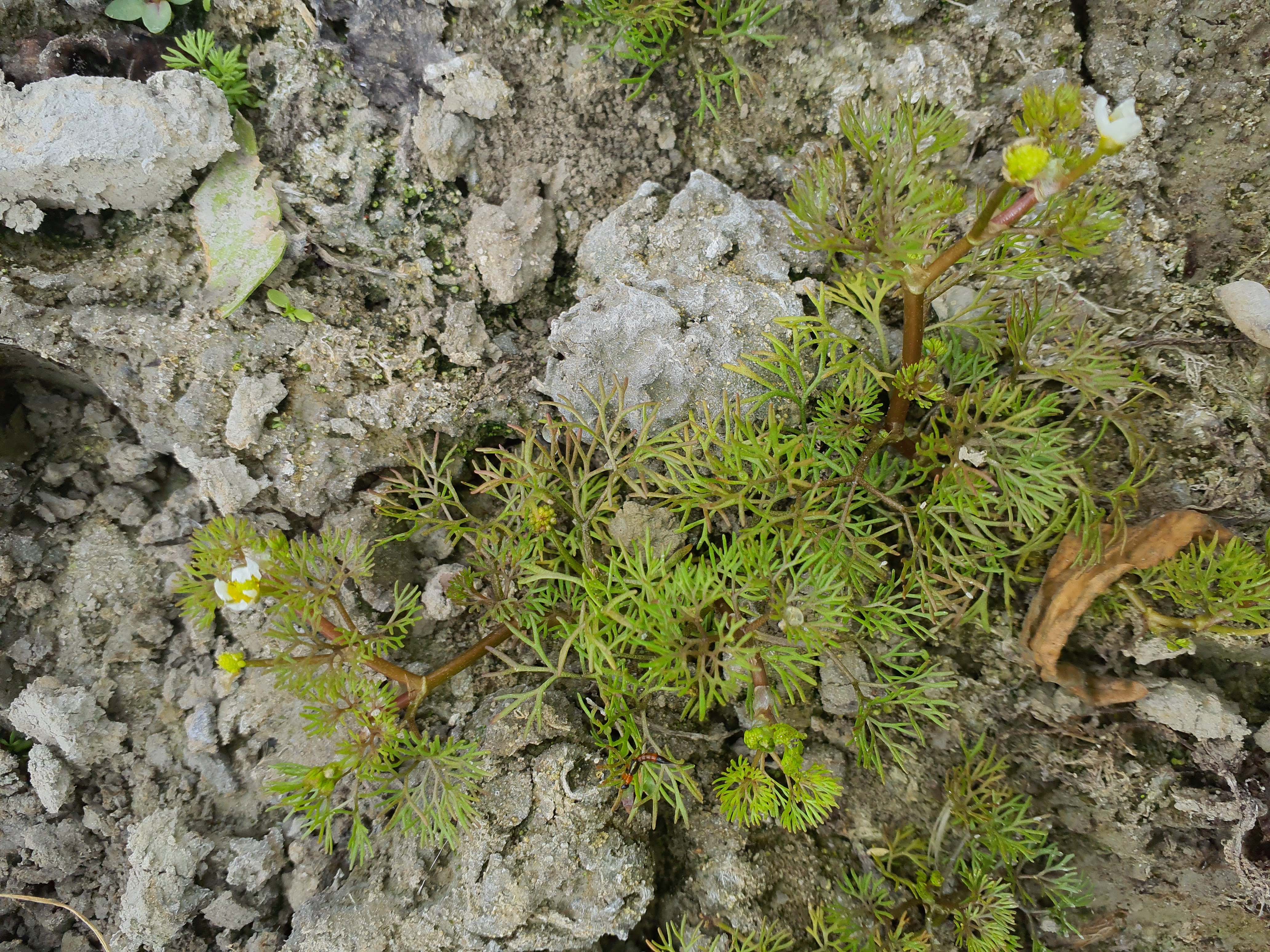 IMG_20260808_084257 donauau schönauer arm 202608-08-08 ranunculus sp..jpg
