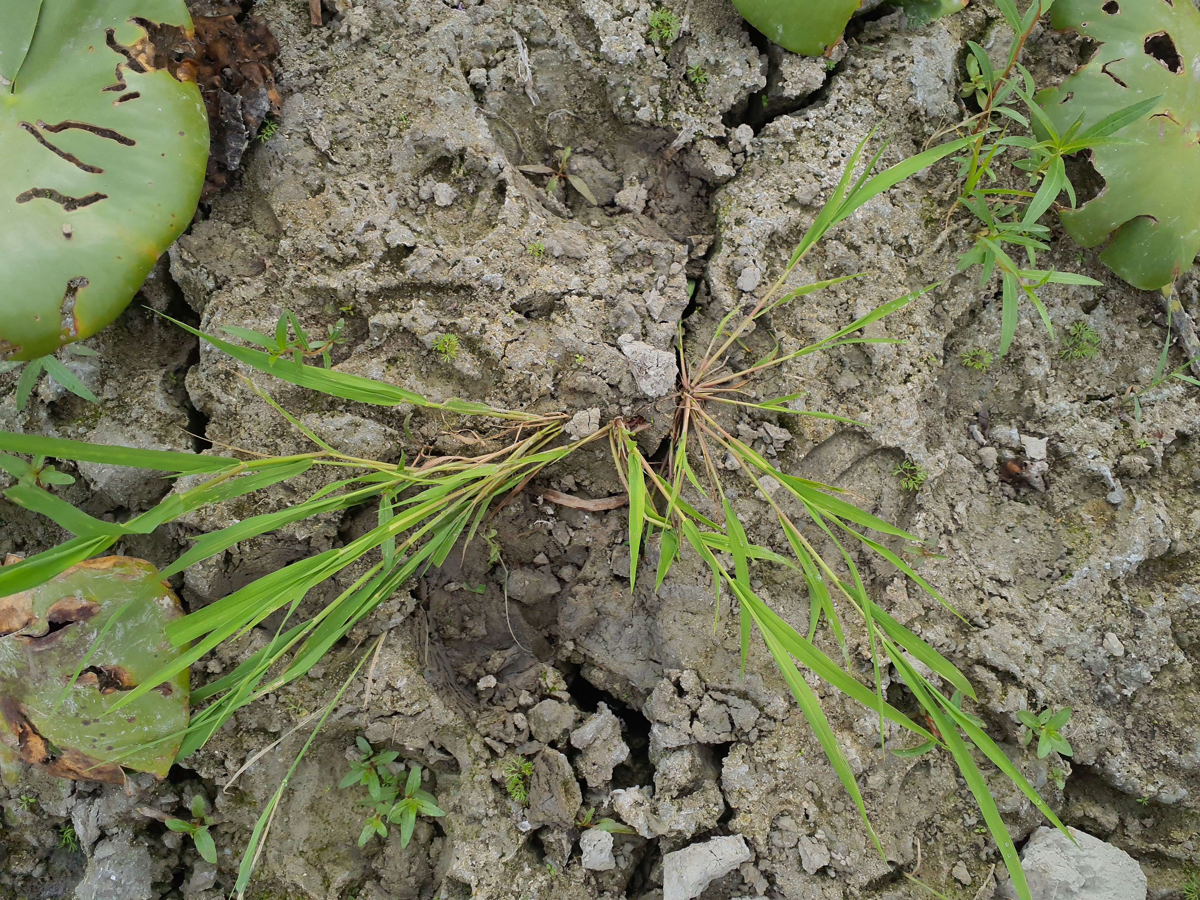 IMG_20260808_084355 donauau schönauer arm 202608-08-08 leersia oryzoides.jpg