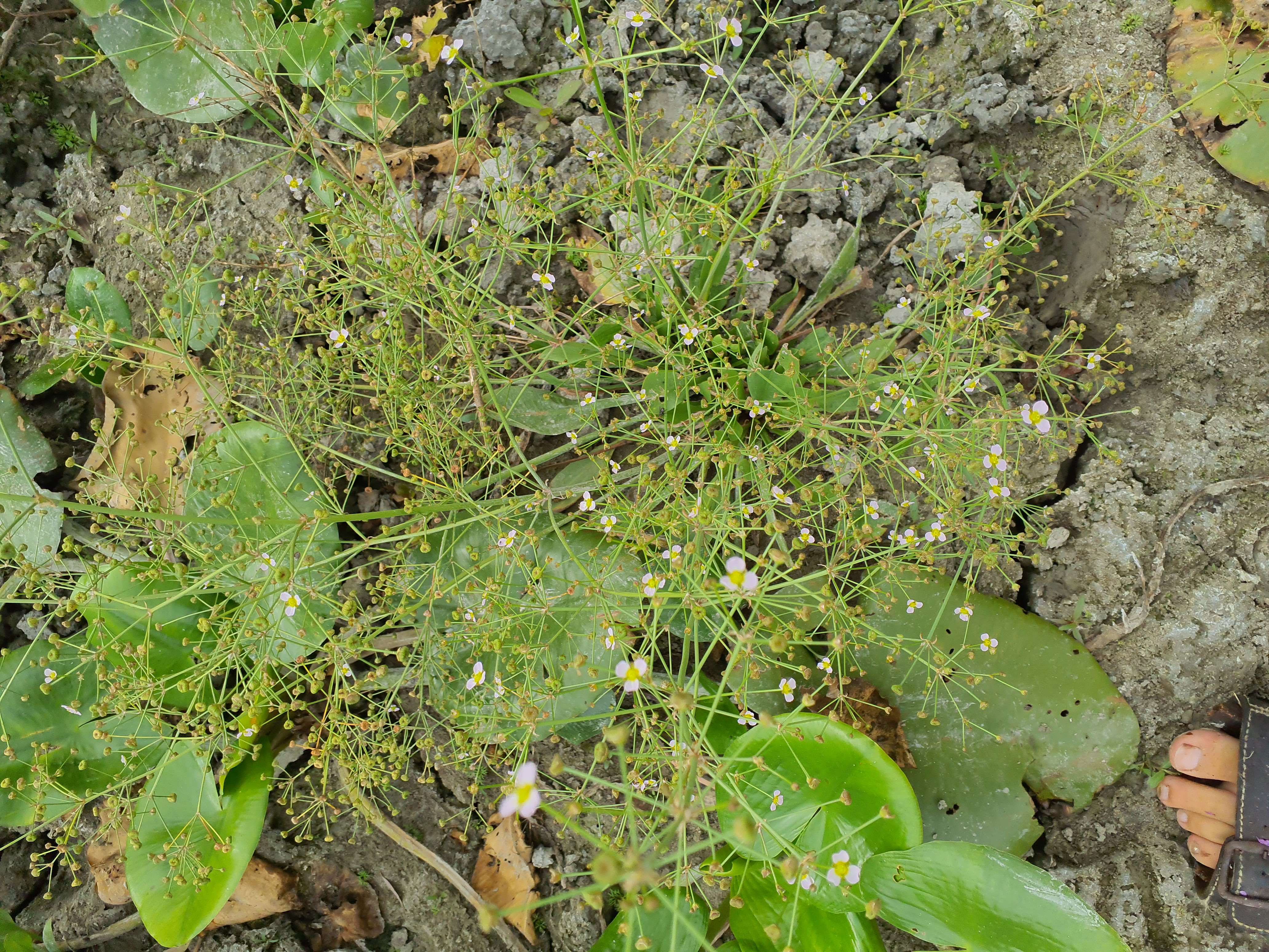 IMG_20260808_084404 donauau schönauer arm 202608-08-08 alisma lanceolatum.jpg