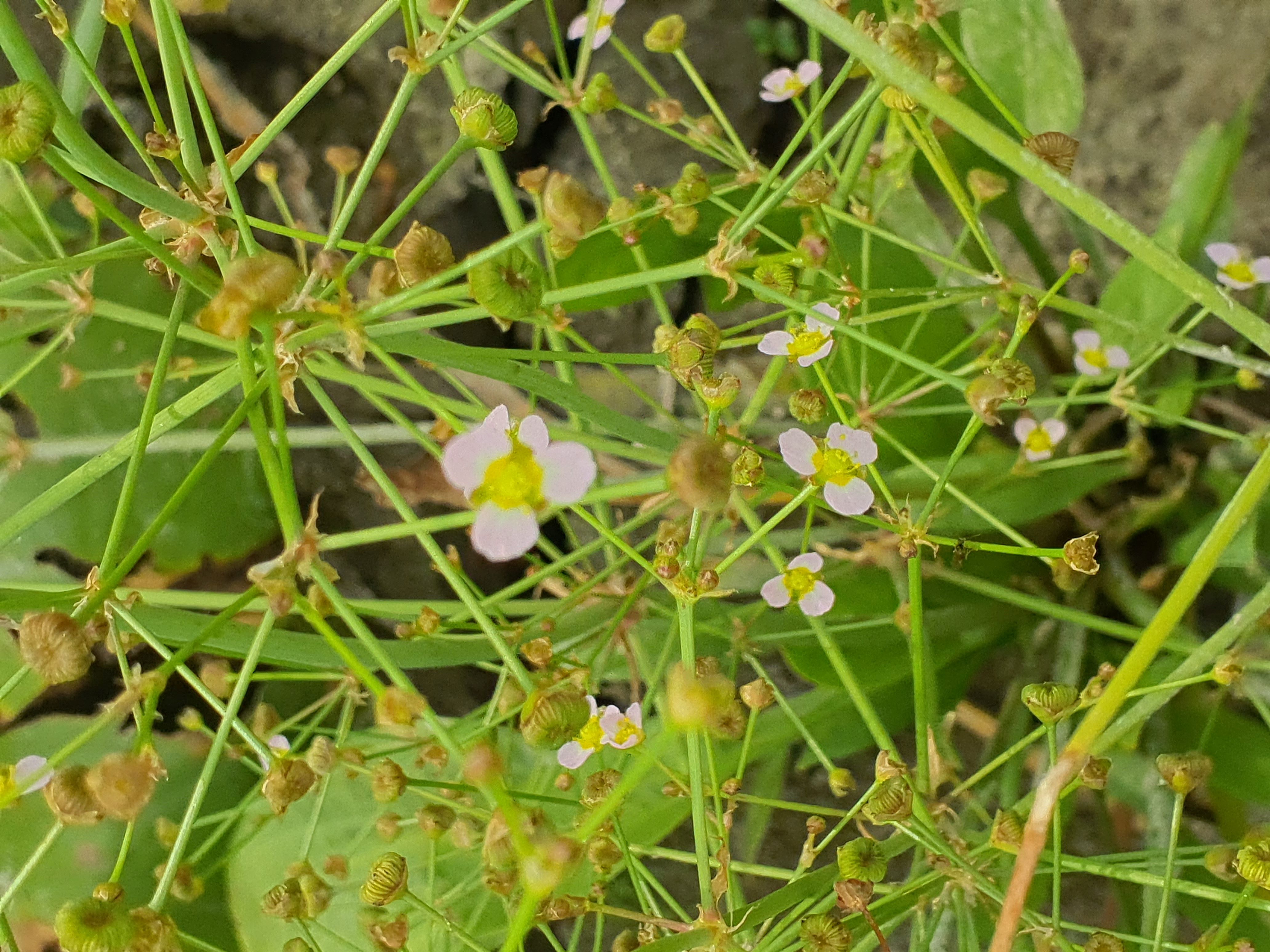 IMG_20260808_084424 donauau schönauer arm 202608-08-08 alisma lanceolatum.jpg