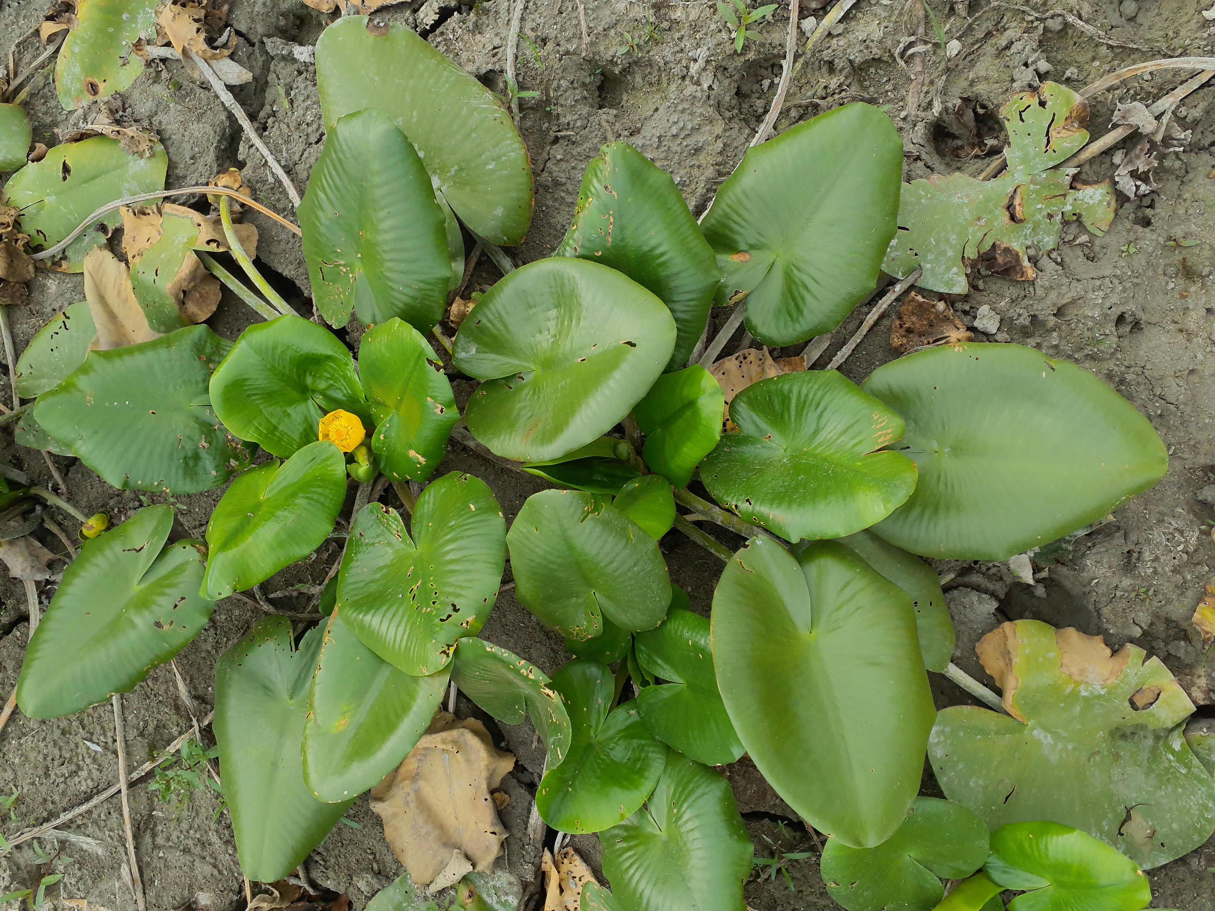 IMG_20260808_084507 donauau schönauer arm 202608-08-08 nuphar lutea.jpg