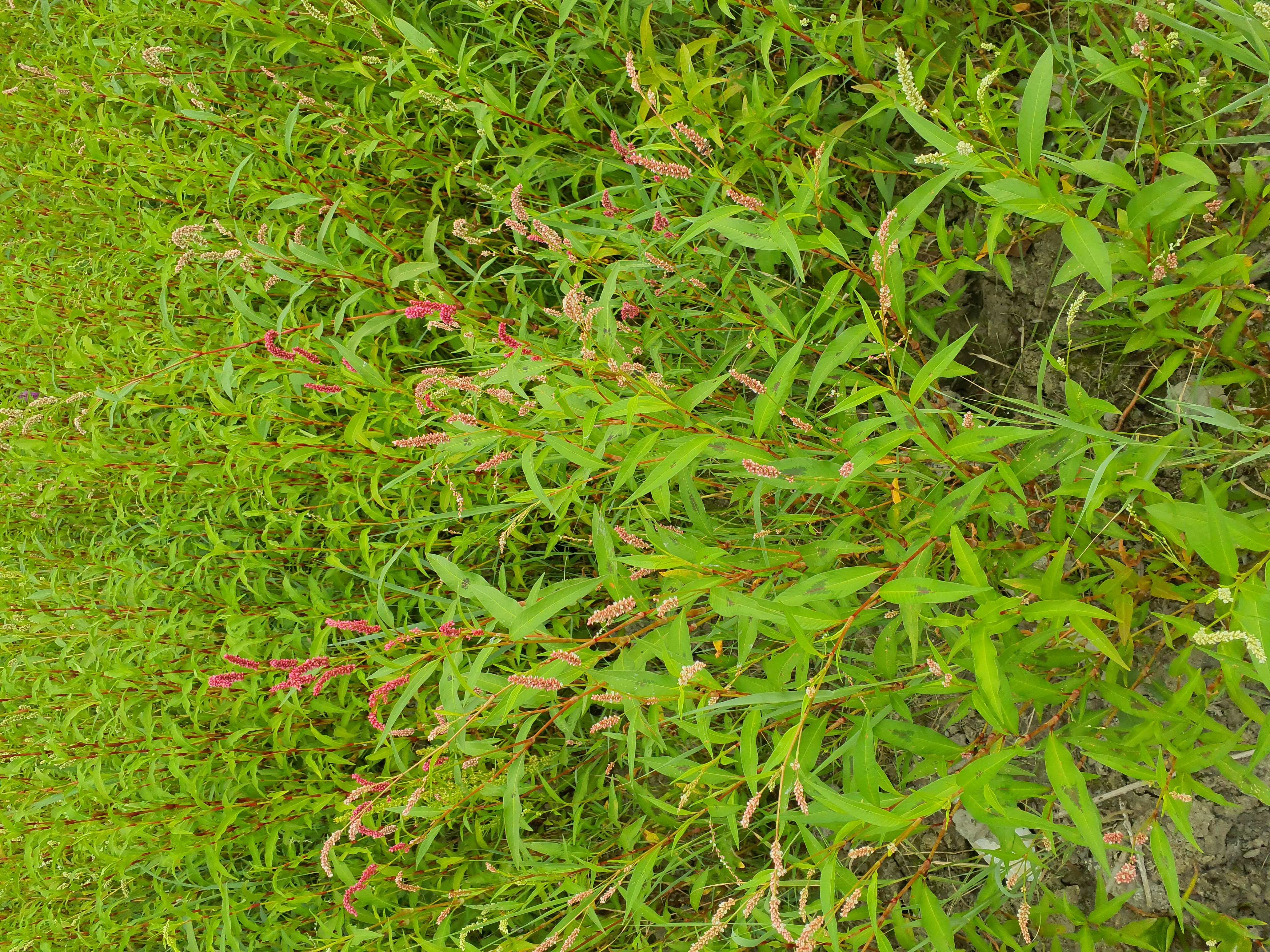 IMG_20260808_084747 donauau schönauer arm 202608-08-08 persicaria sp. div.jpg