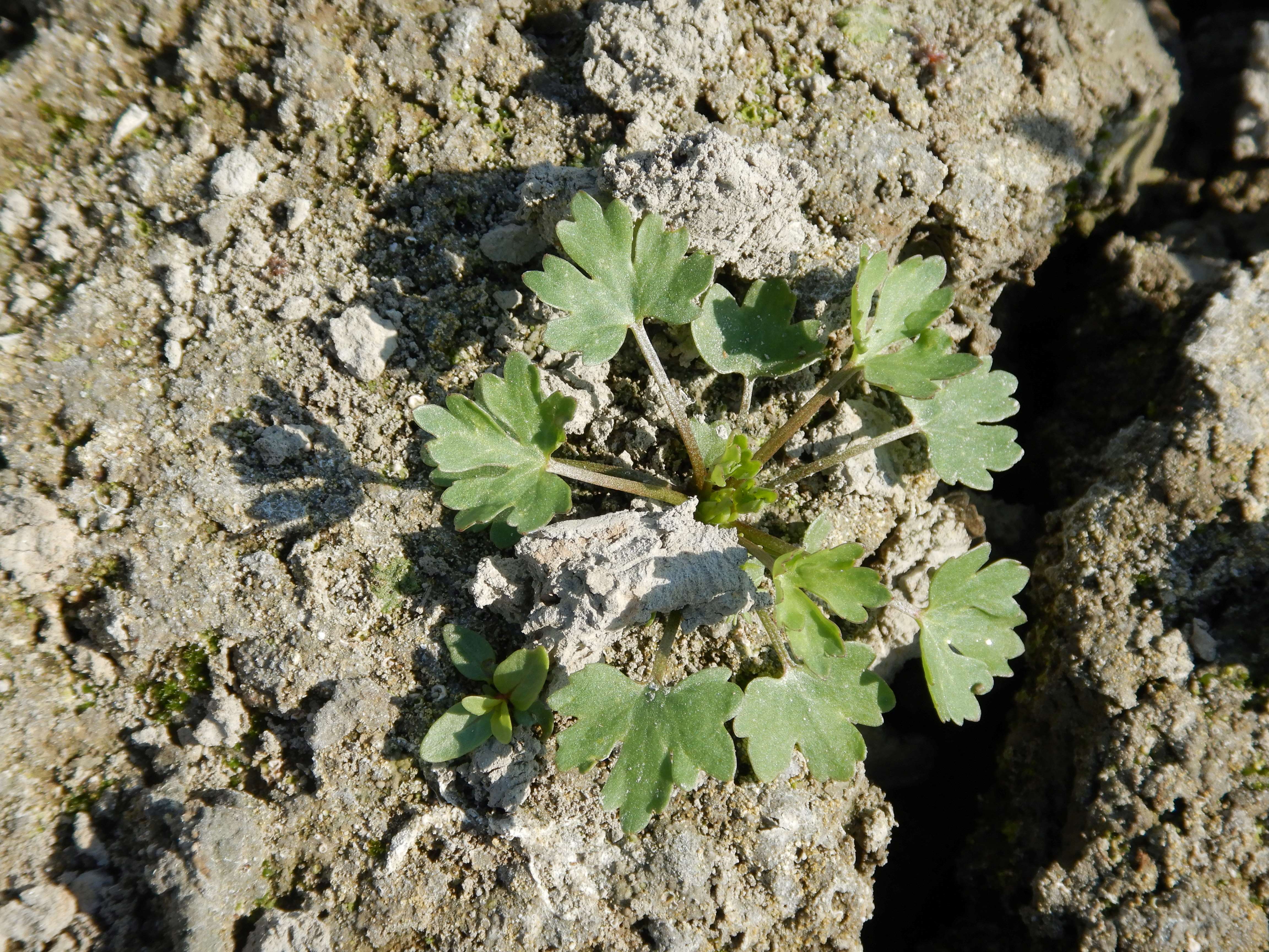 DSCN6625 donauau schönauer arm 202608-08-08 ranunculus sceleratus.jpg