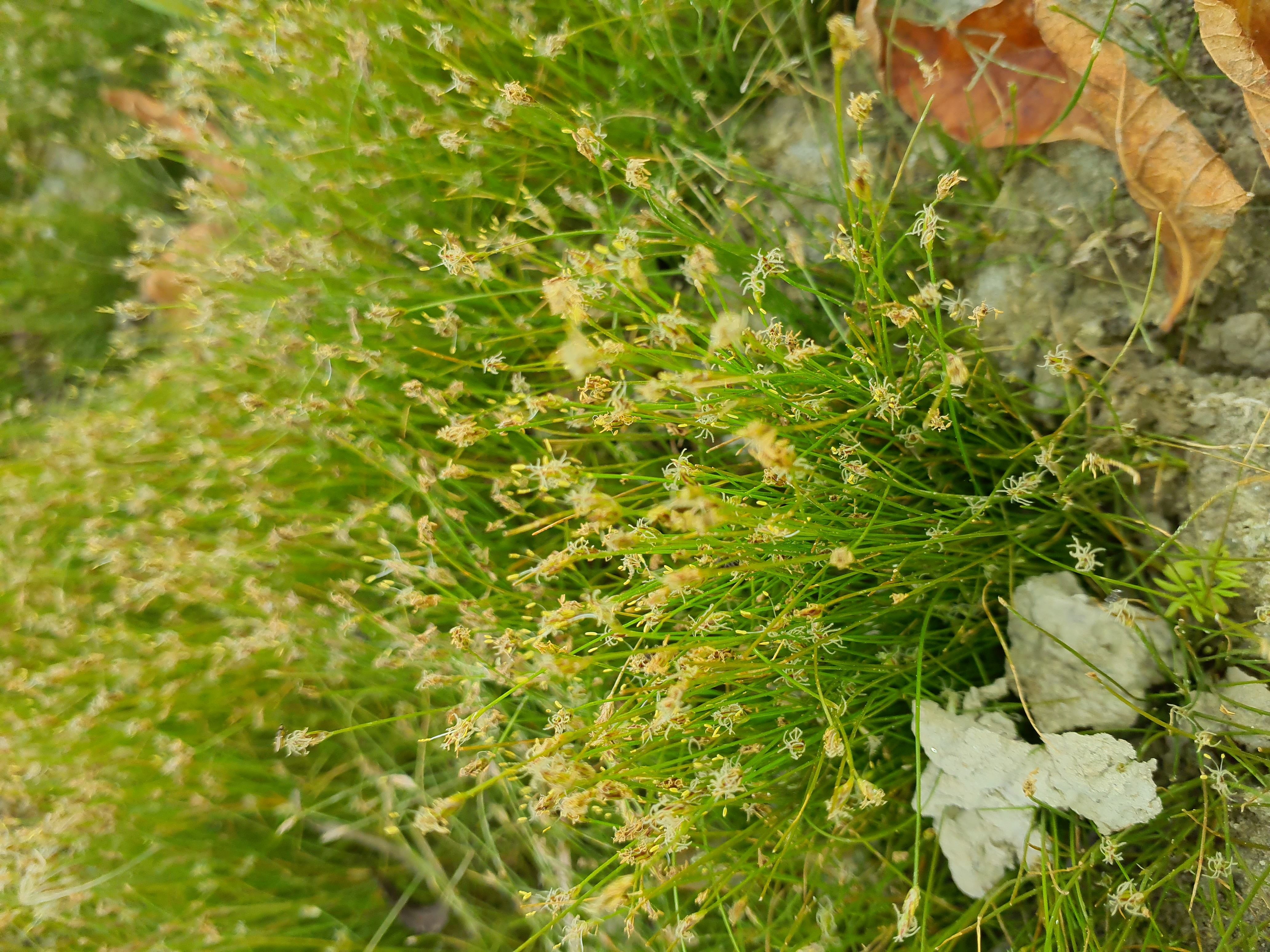 IMG_20260808_090409 donauau schönauer arm 202608-08-08 eleocharis acicularis.jpg