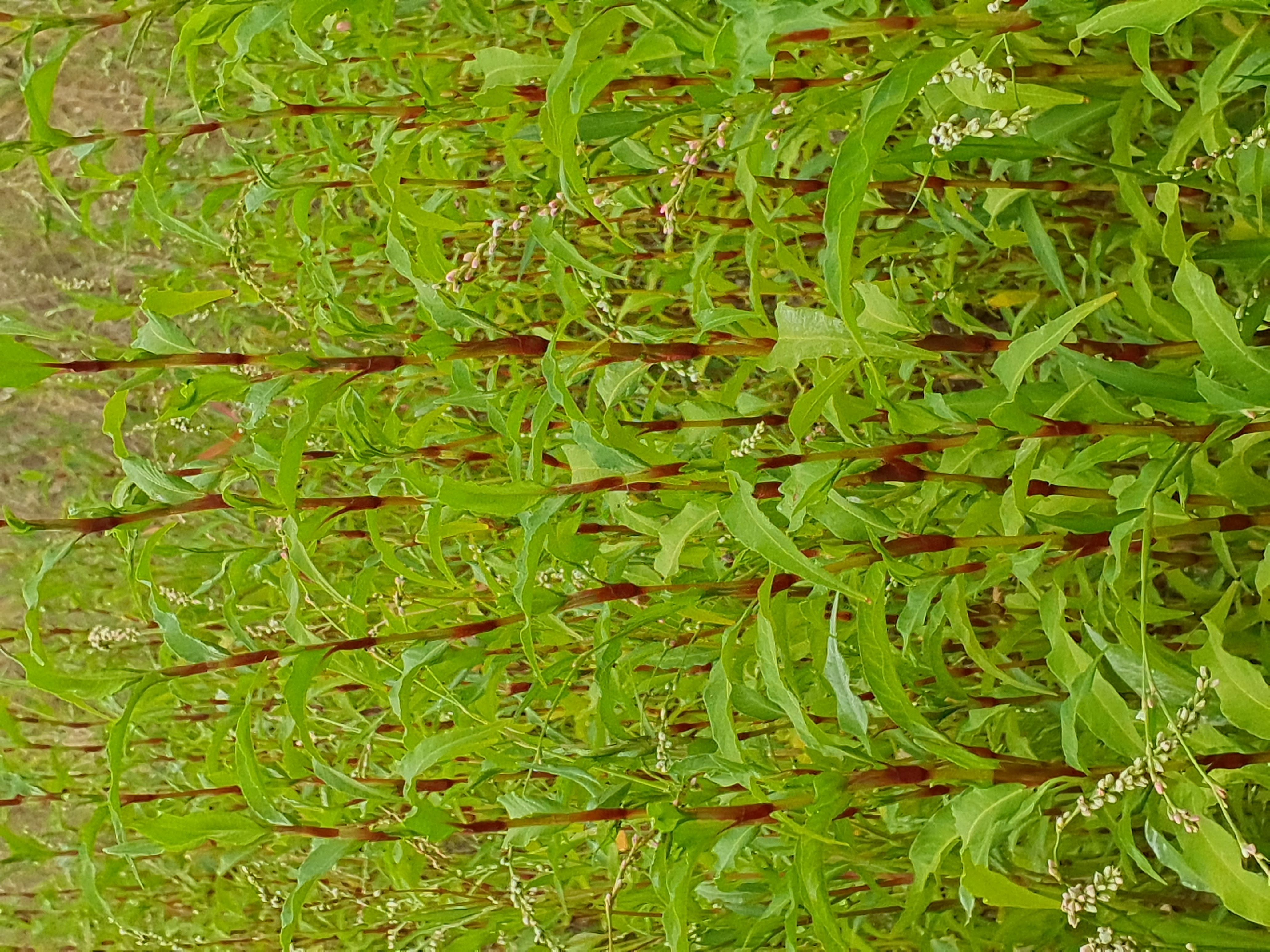 IMG_20260808_090453 donauau schönauer arm 202608-08-08 persicaria sp.jpg