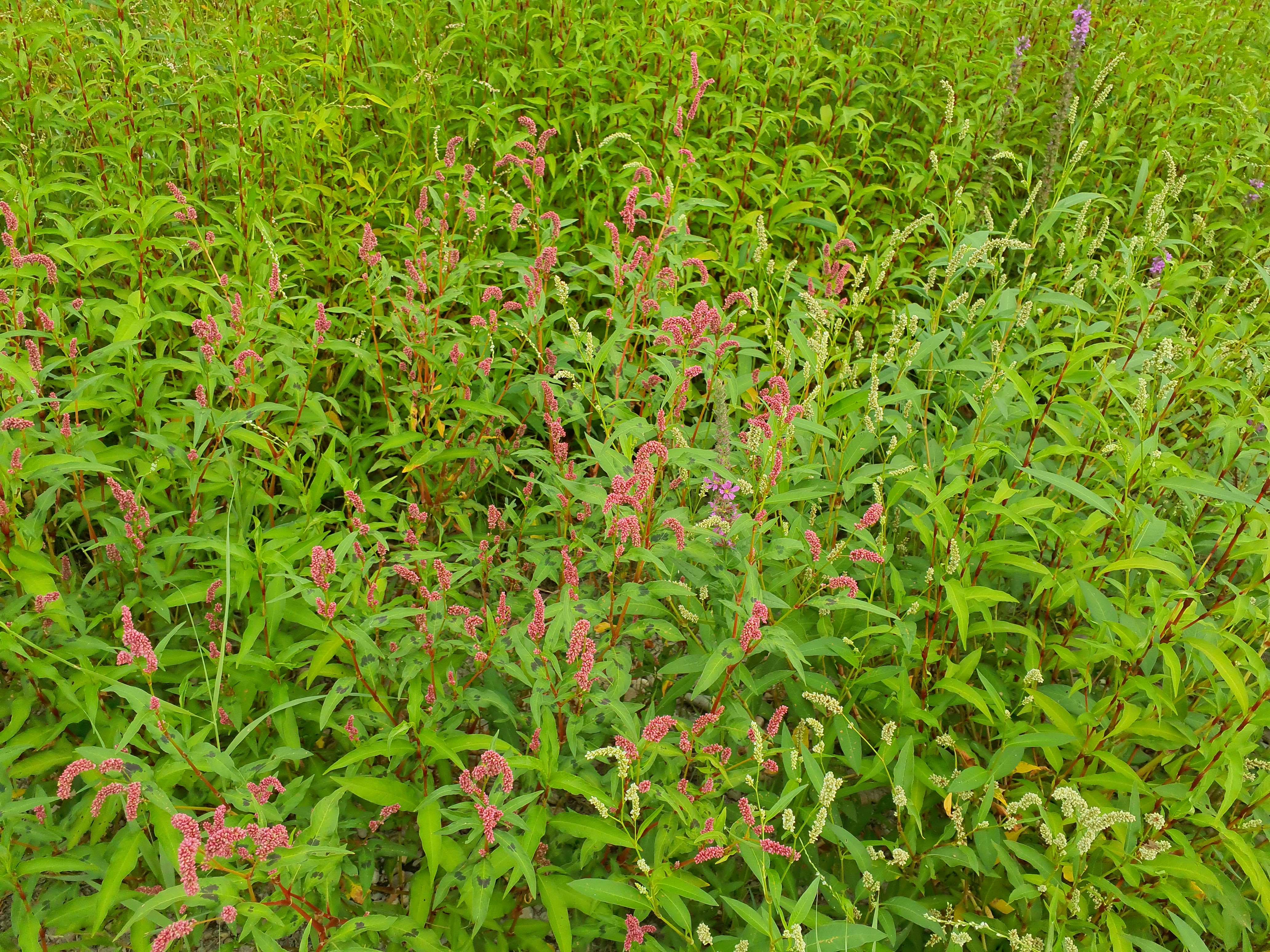 IMG_20260808_090557 donauau schönauer arm 202608-08-08 persicaria sp.div.jpg