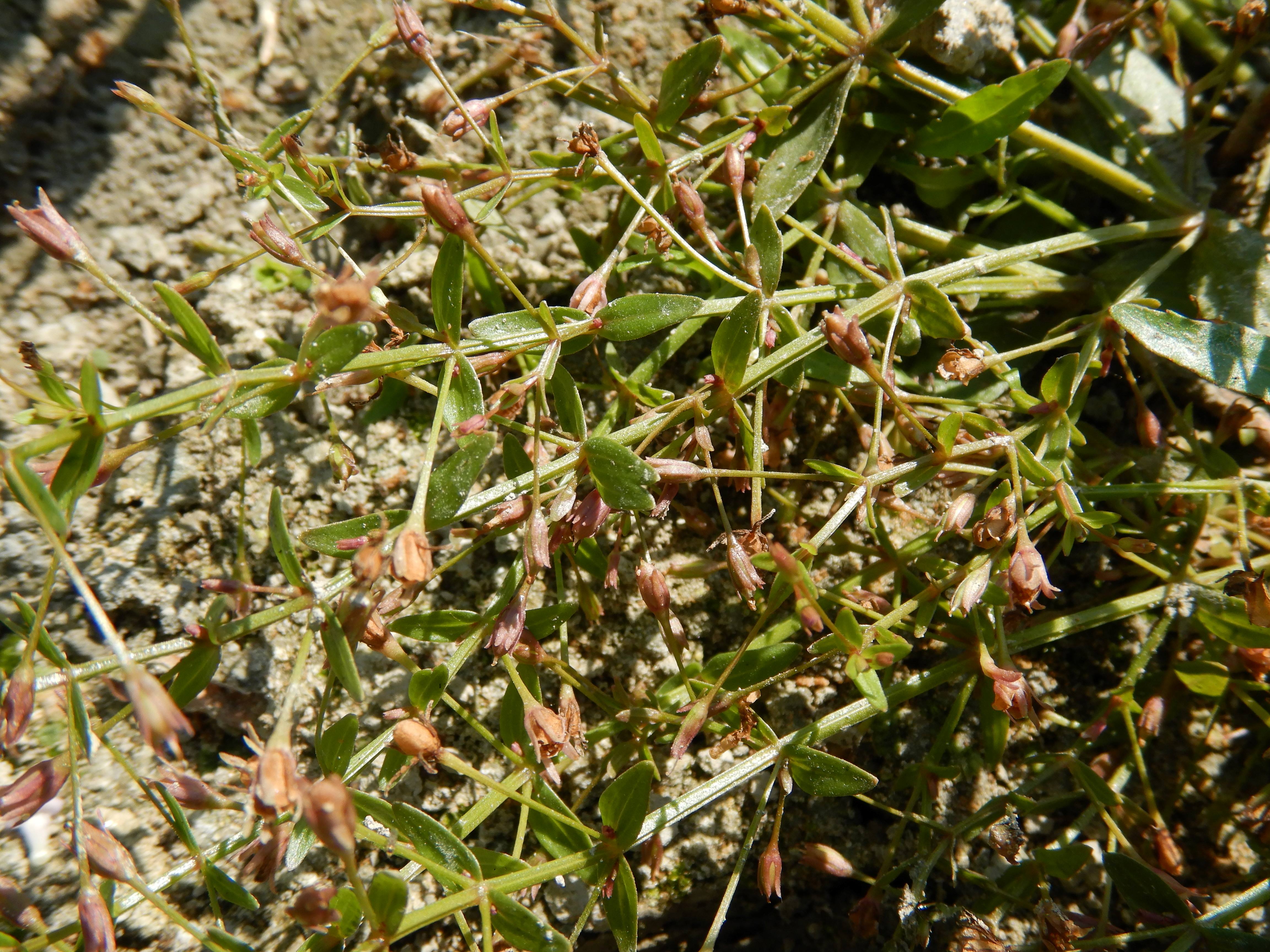 DSCN6640 donauau schönauer arm 202608-08-08 lindernia dubia.jpg
