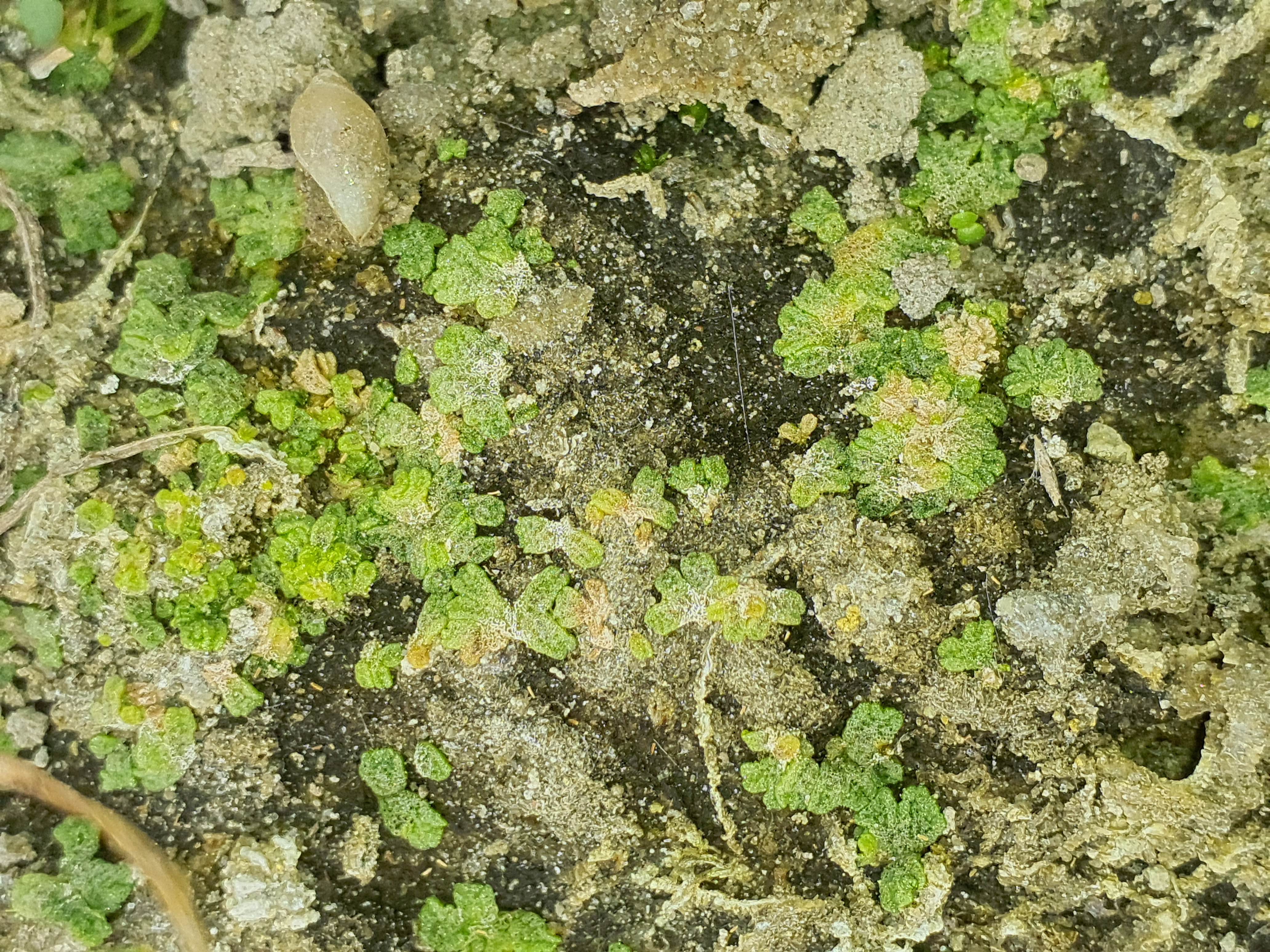IMG_20260808_094106 donauau schönauer arm 202608-08-08 cf. riccia sp.jpg