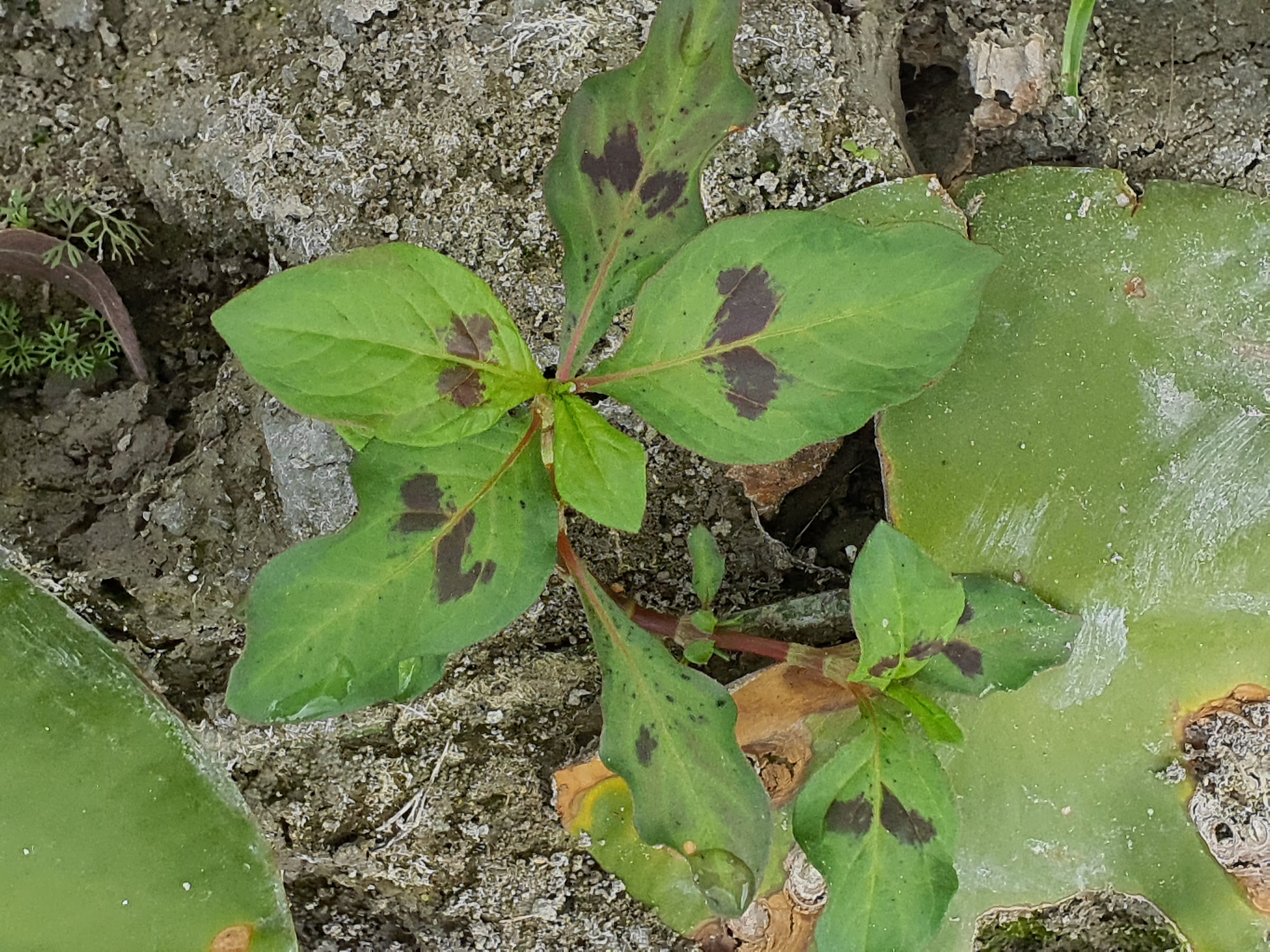 IMG_20260808_095305 donauau schönauer arm 202608-08-08 persicaria lapathifolia brittingeri.jpg