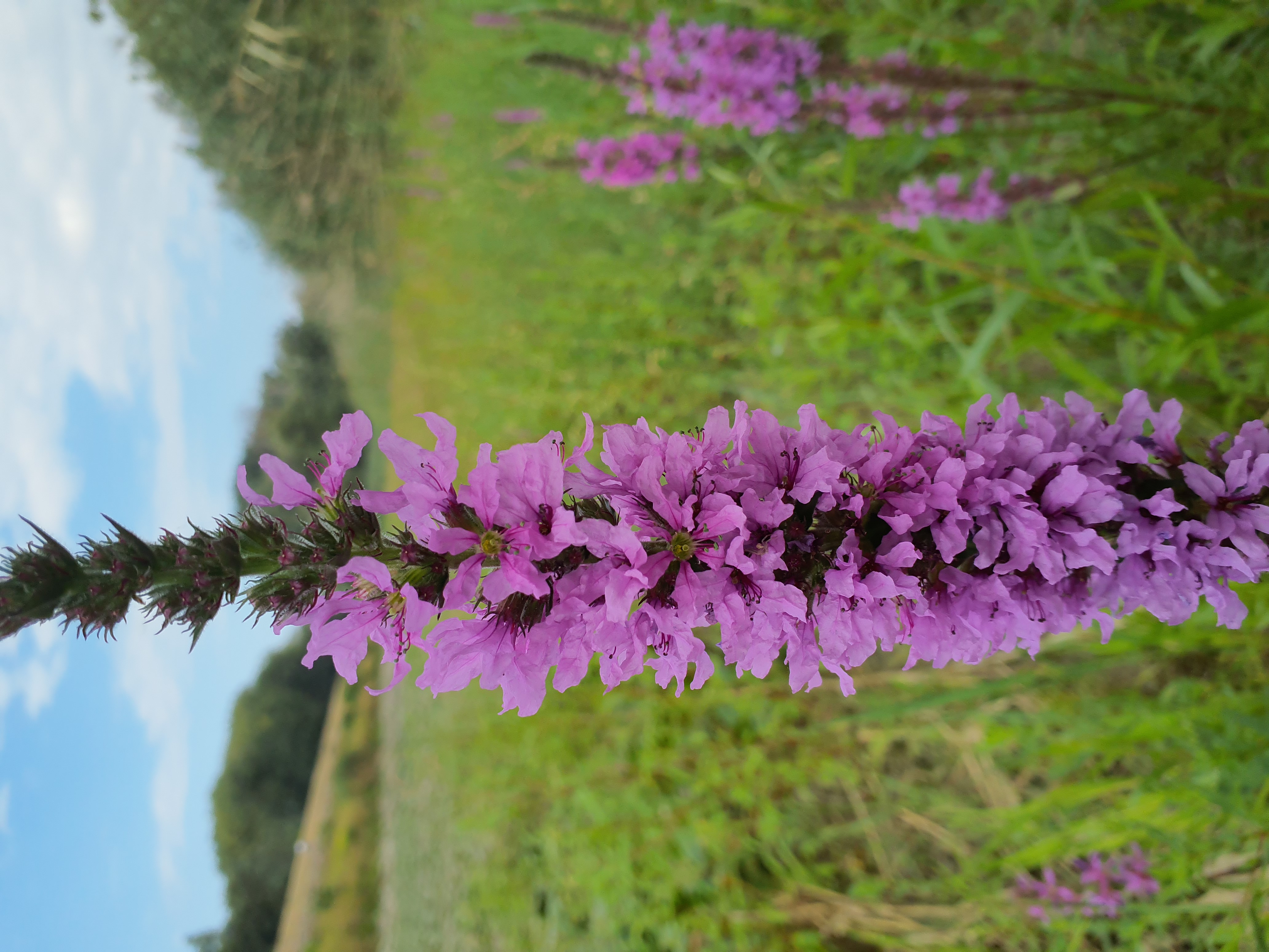 IMG_20260808_095433 donauau schönauer arm 202608-08-08 lythrum salicaria.jpg