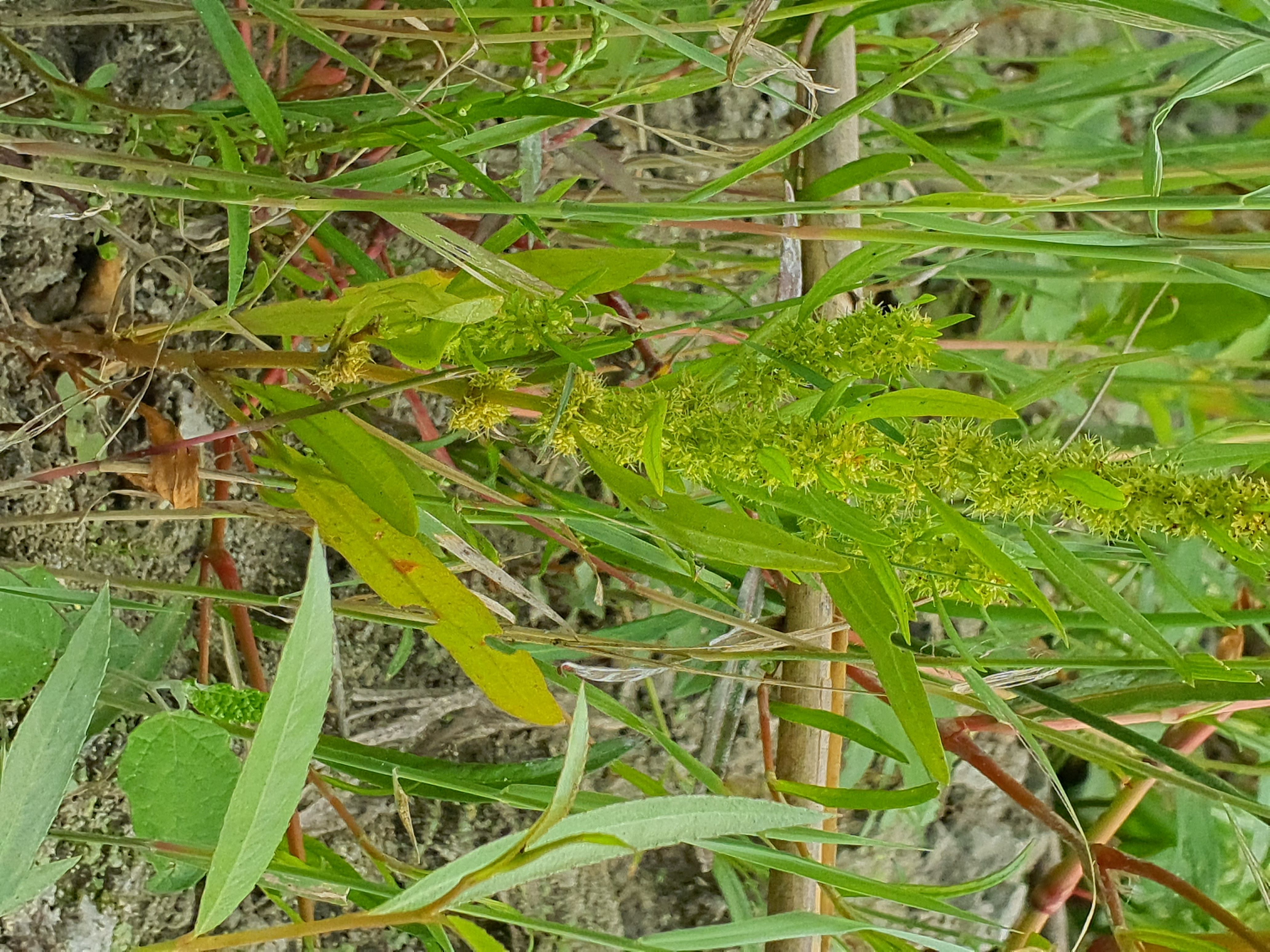 IMG_20260808_100256 donauau schönauer arm 202608-08-08 rumex maritimus.jpg