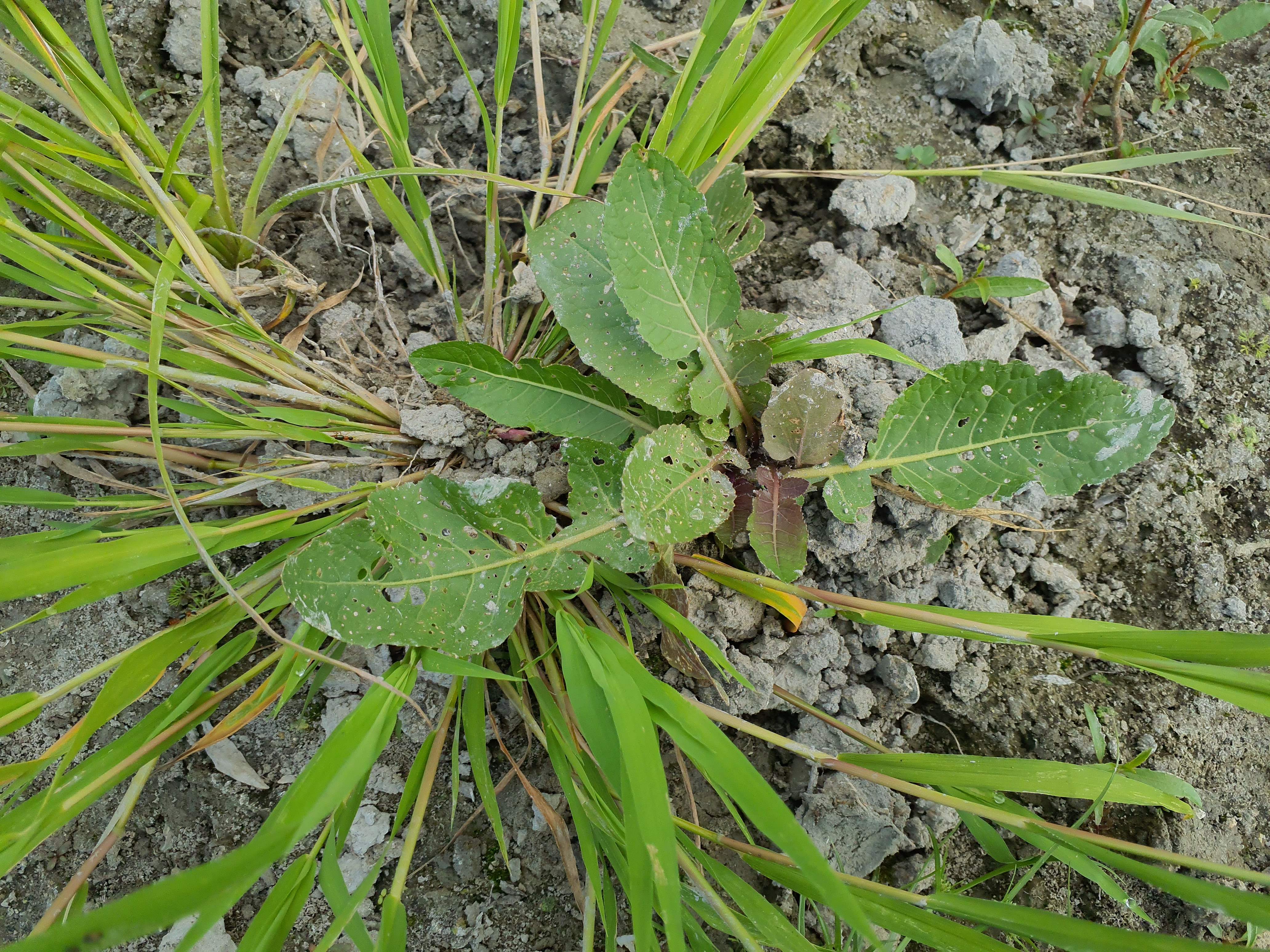 IMG_20260808_100416 donauau schönauer arm 202608-08-08 rorippa amphibia, leersia oryzoides.jpg