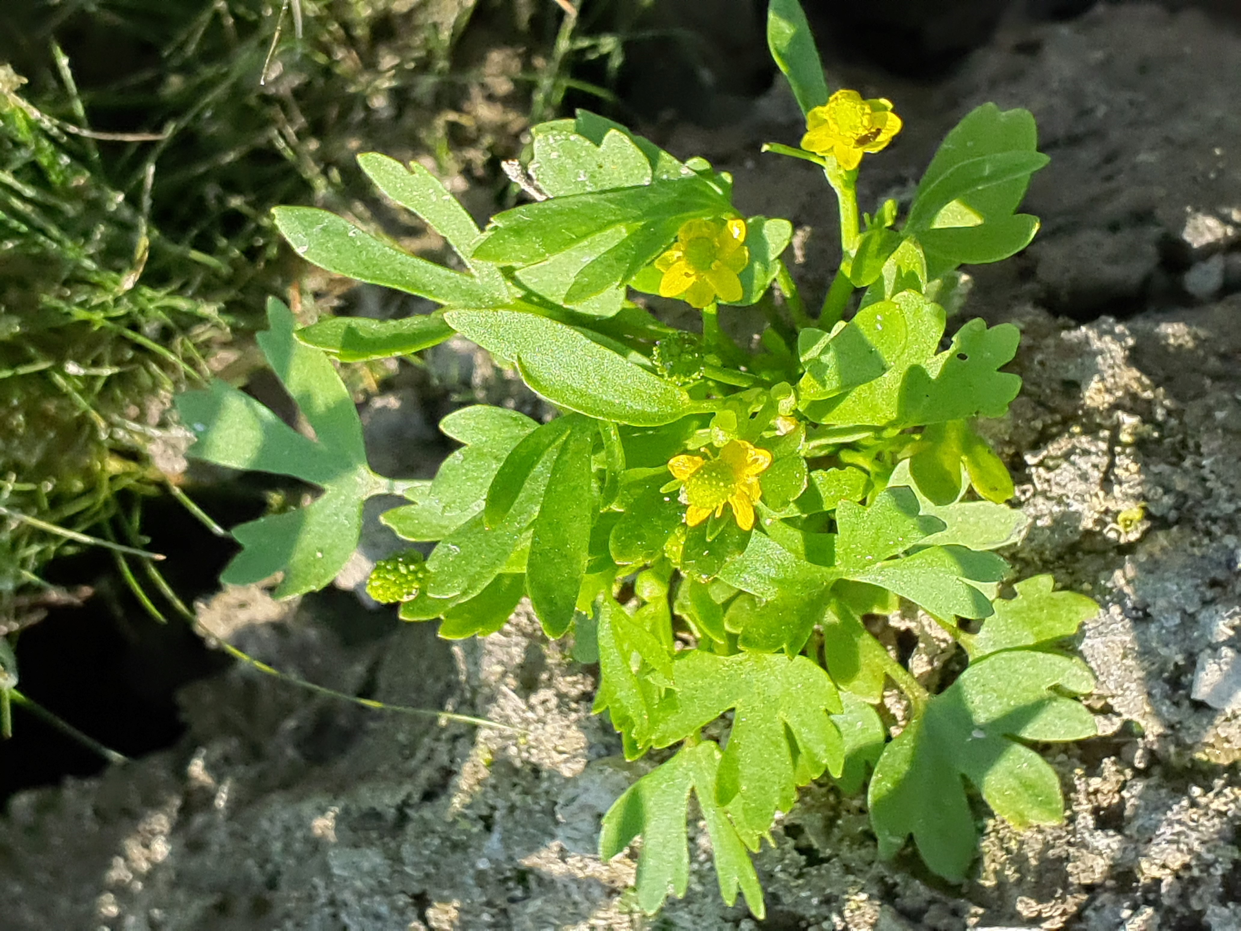 IMG_20260808_104931 donauau schönauer arm 202608-08-08 ranunculus sceleratus.jpg