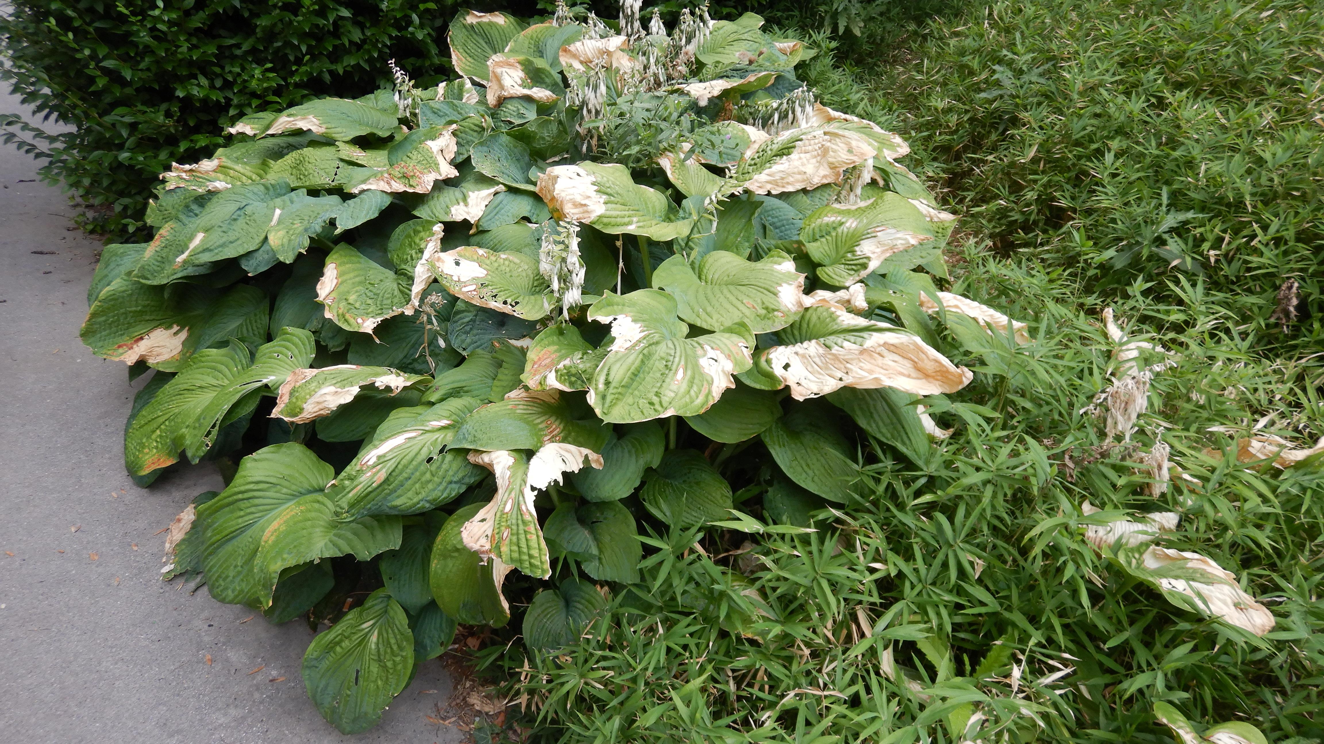 DSCN4644 hitzebrand hosta wien-karlsplatz 2026-07-28.jpg