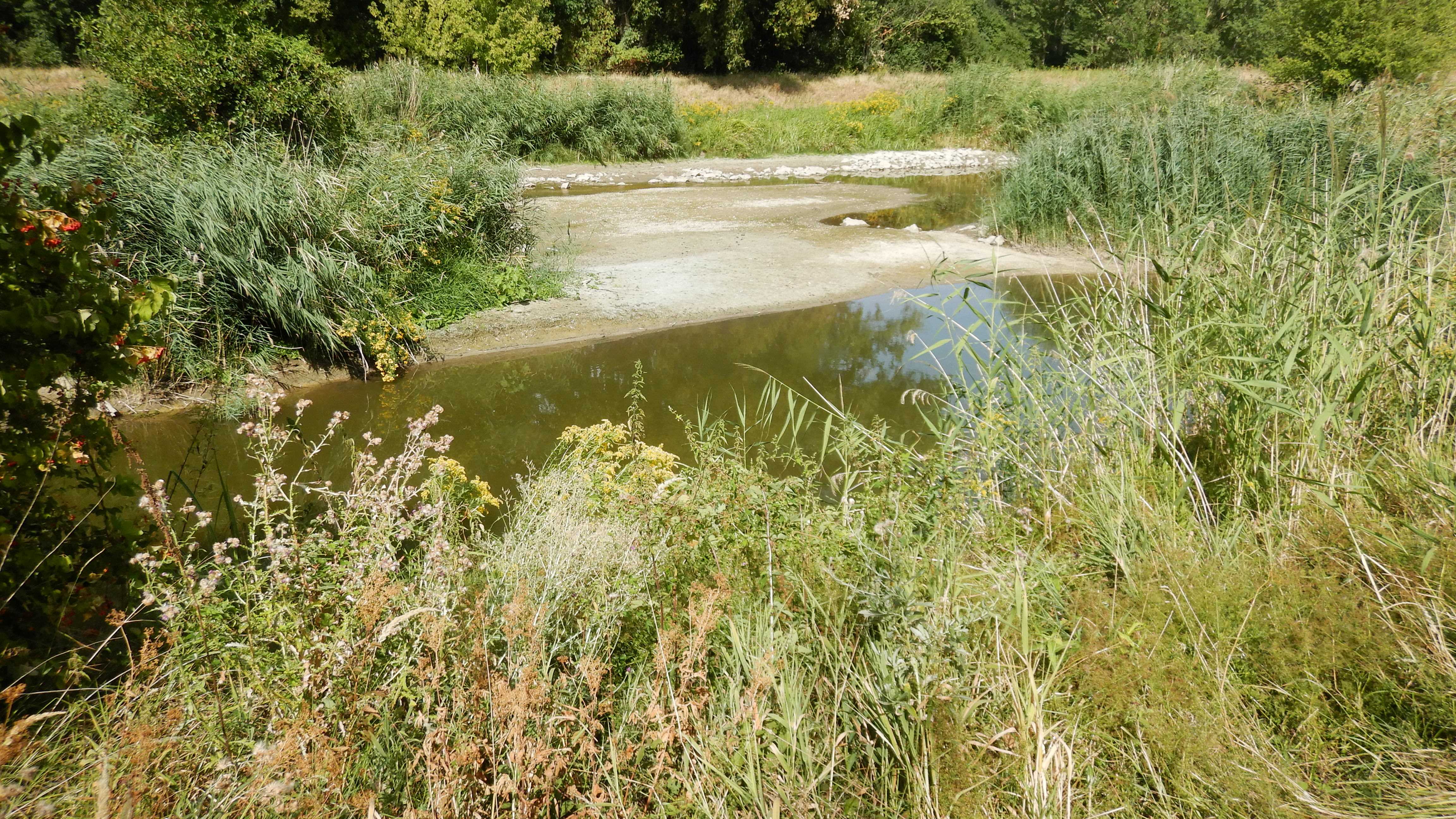 DSCN7969 2026-08-10 leitha zw. zurndorf u. nickelsdorf.jpg