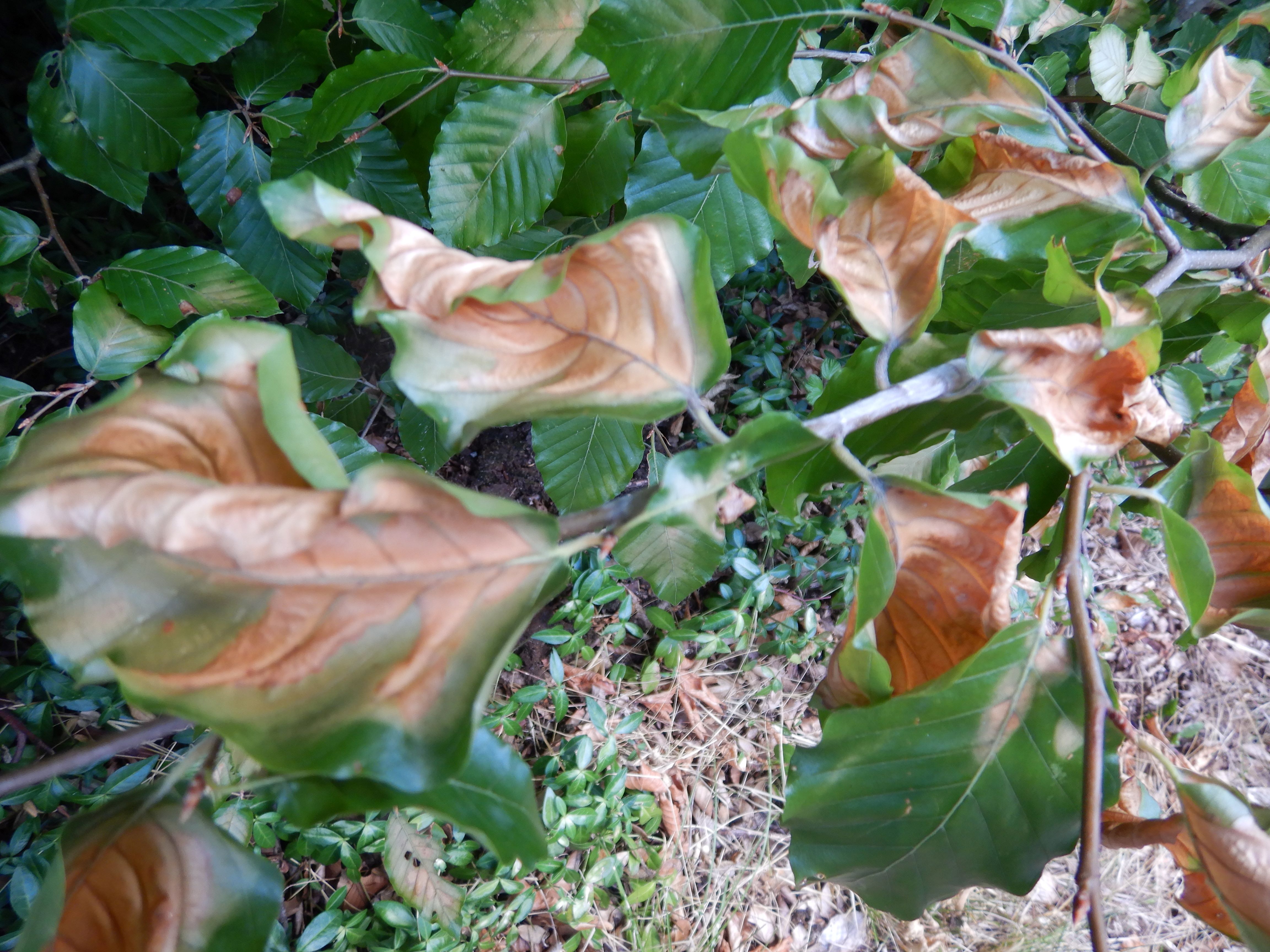 DSCN2064 hitzebrand fagus sylvatica altenberg bei linz 2026-07-22.jpg