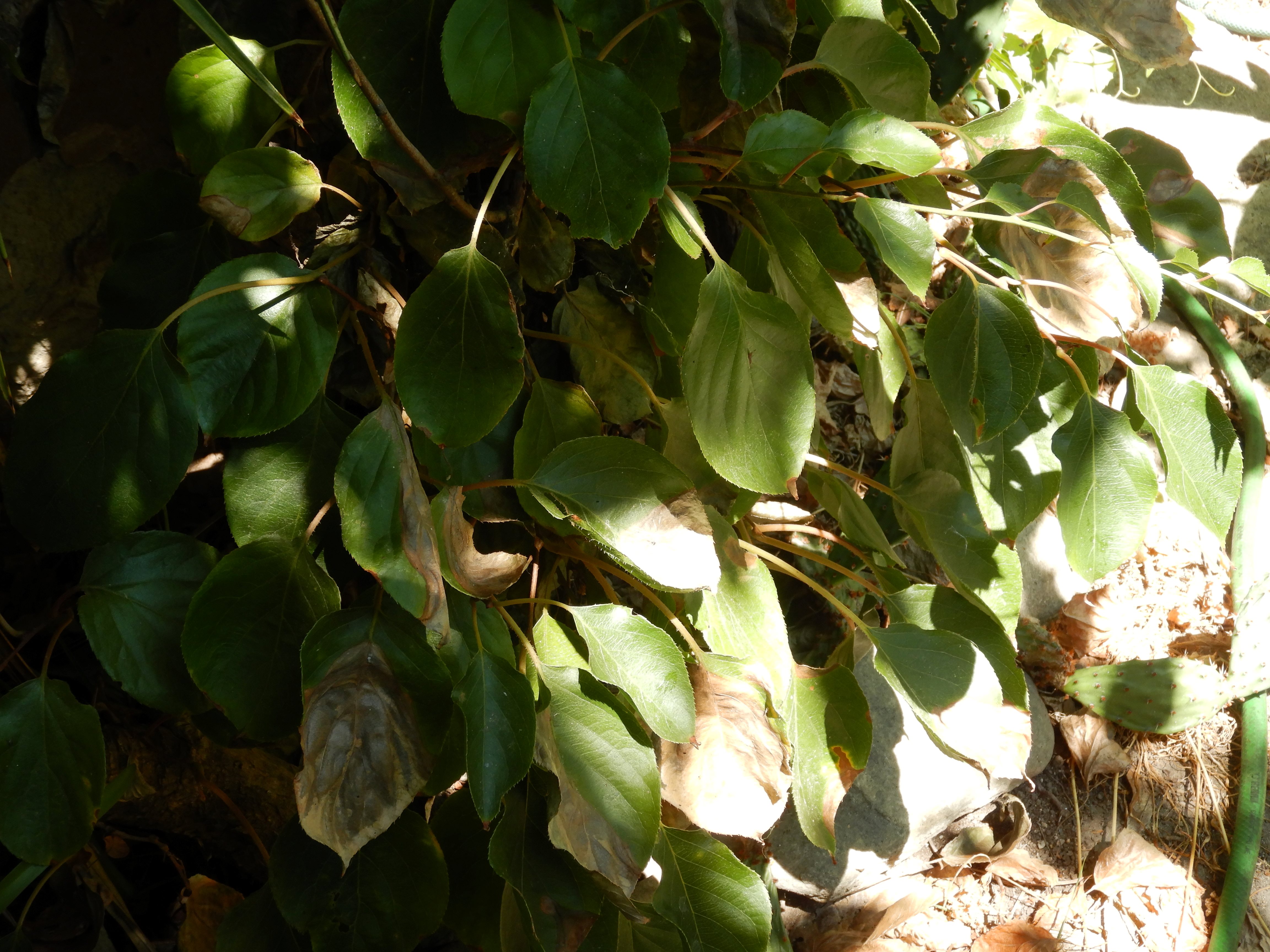DSCN3916 hitzebrand andau actinidia arguta 2026-07-25.jpg