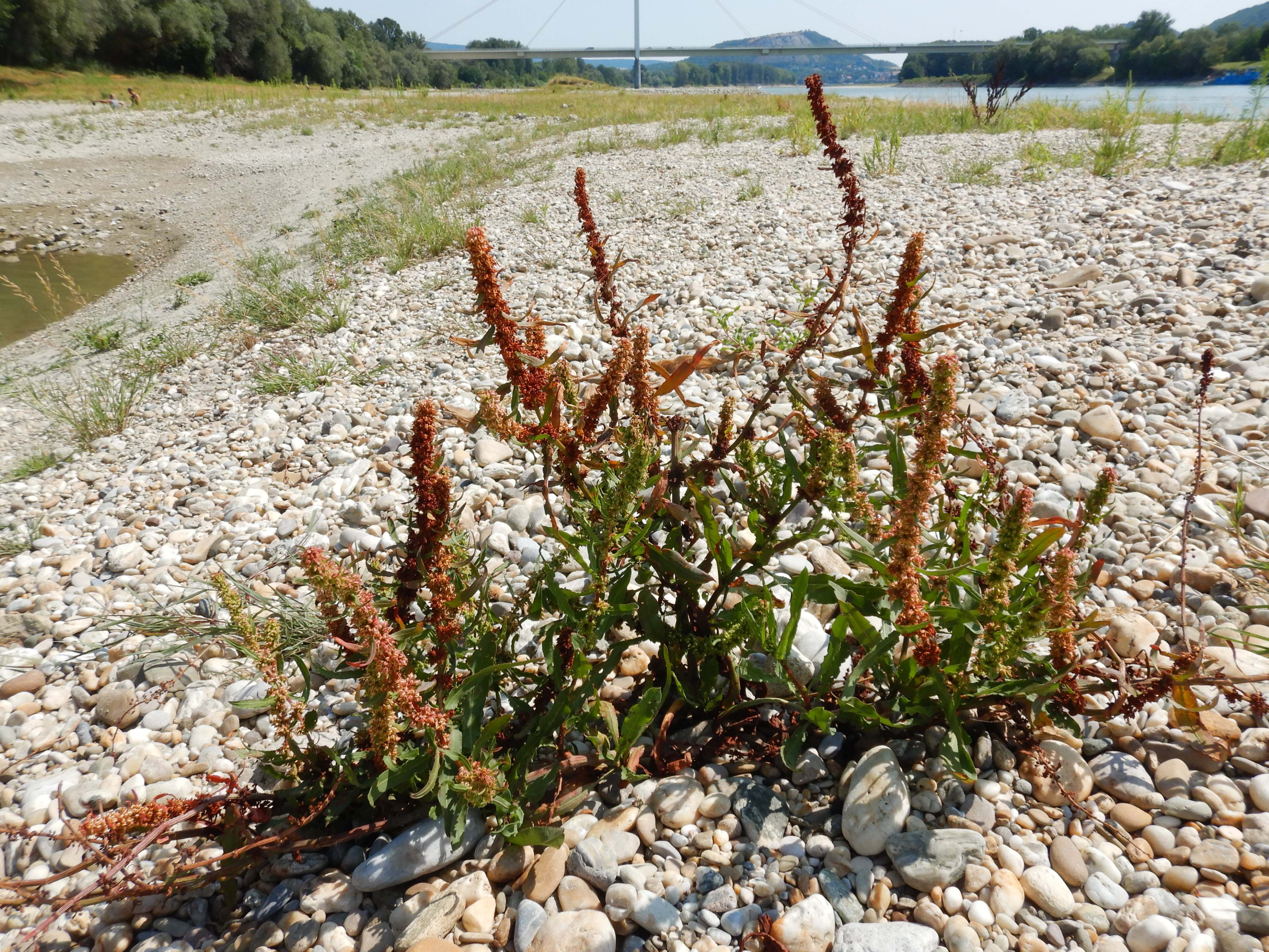 DSCN4068 2026-07-26 donau stopfenreuth.jpg
