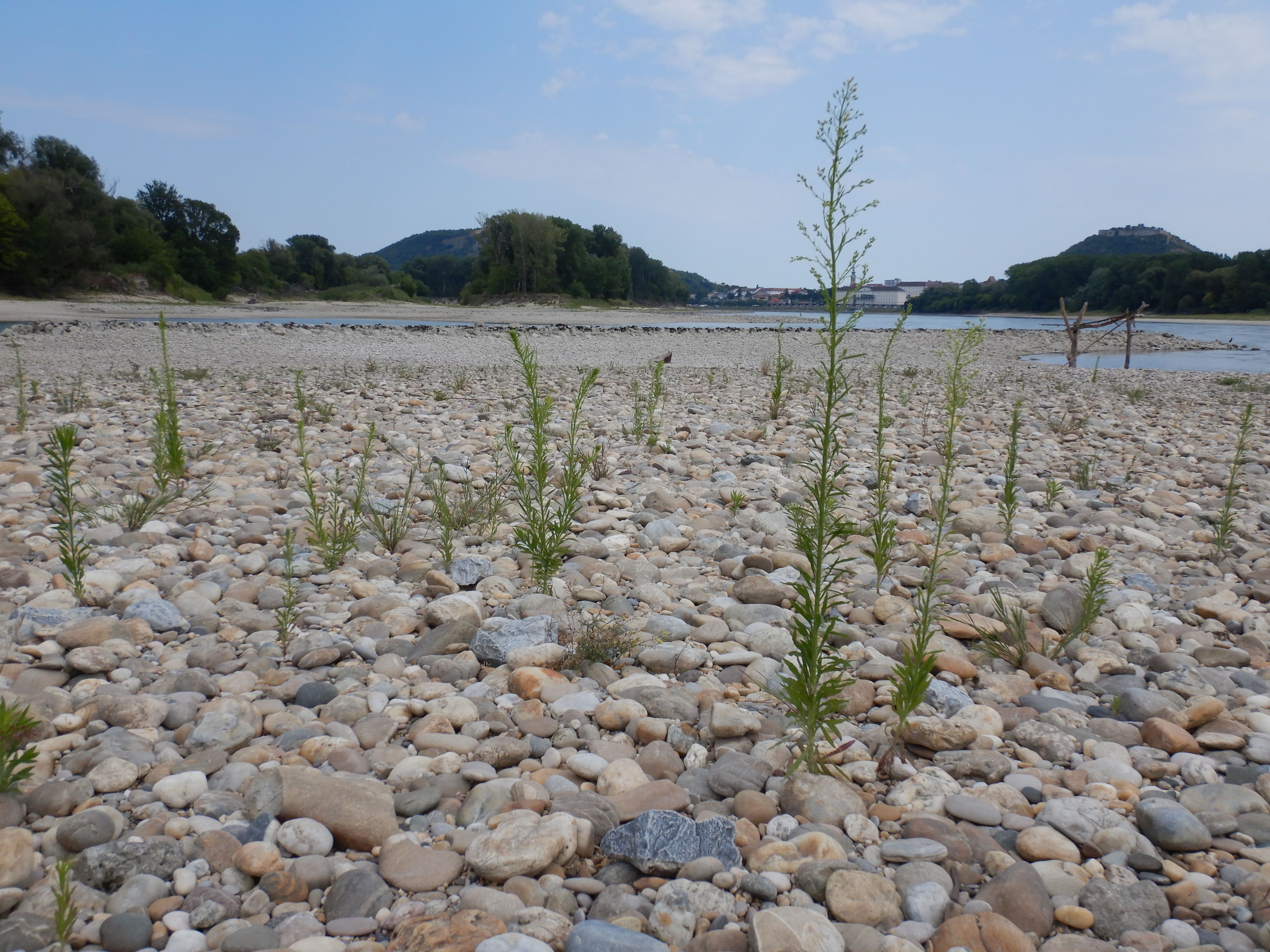 DSCN4223 2026-07-26 donau stopfenreuth.jpg