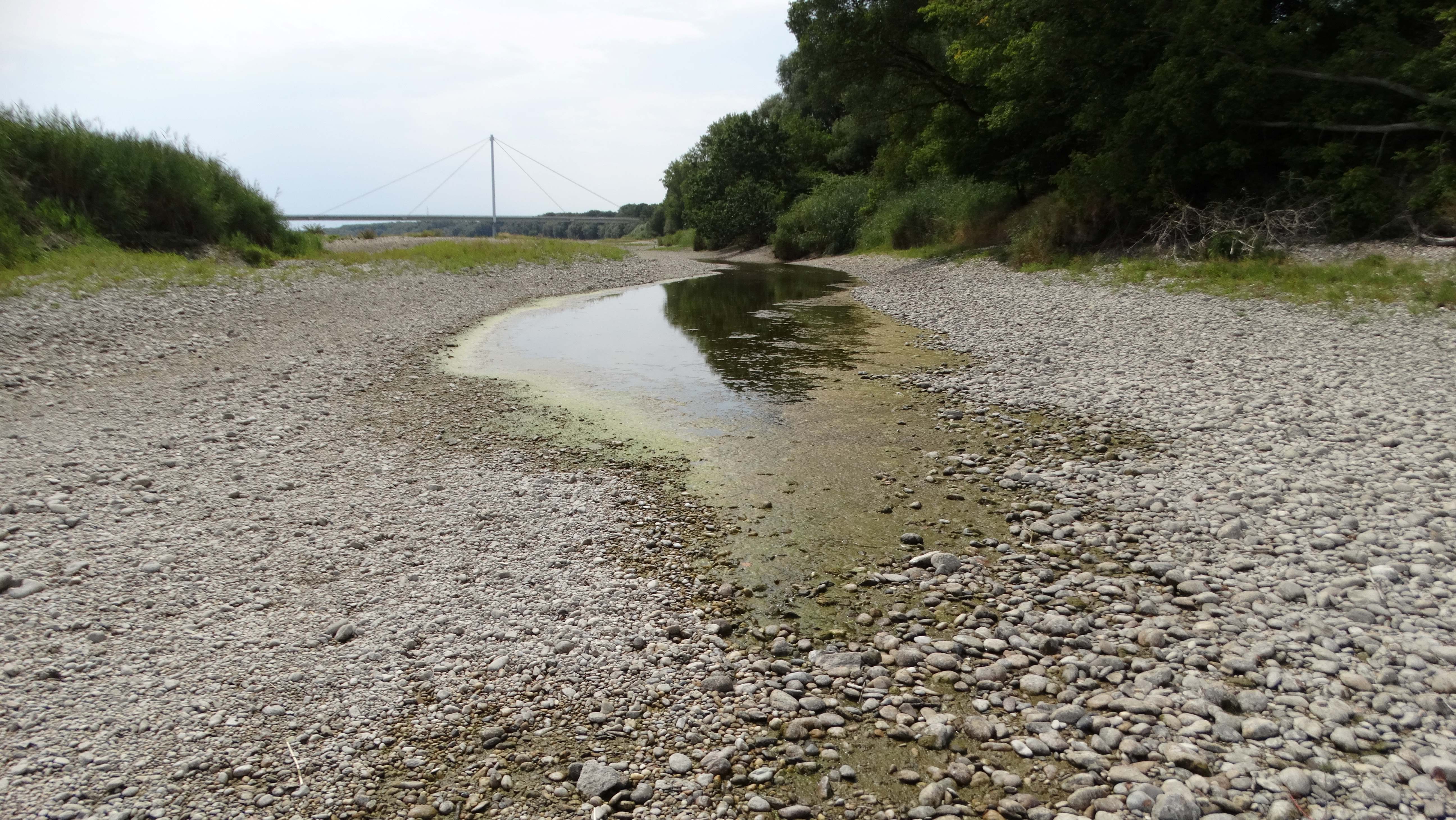DSC05845 2026-07-26 donau stopfenreuth.jpg