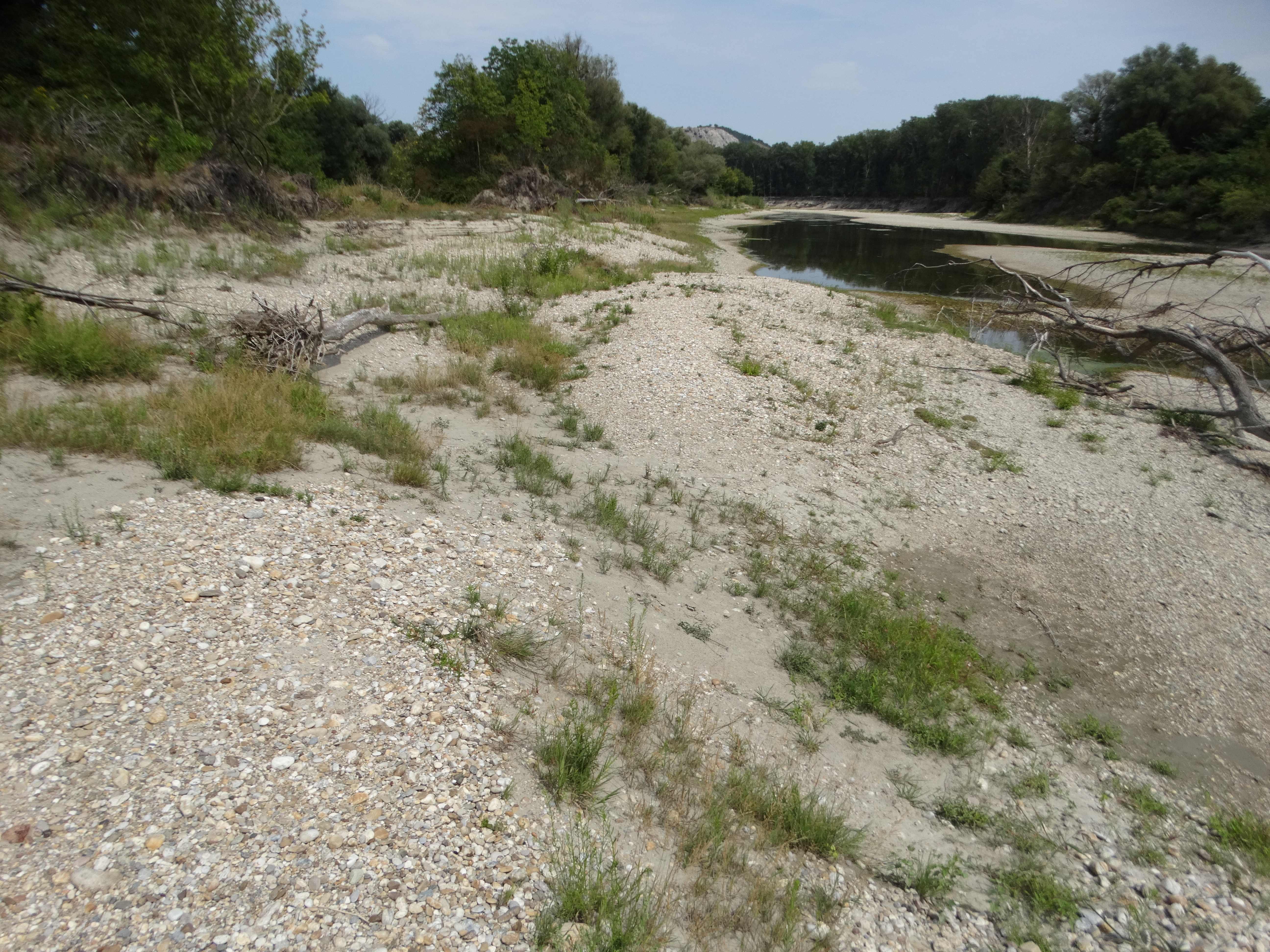 DSC05852 2026-07-26 donau stopfenreuth.jpg
