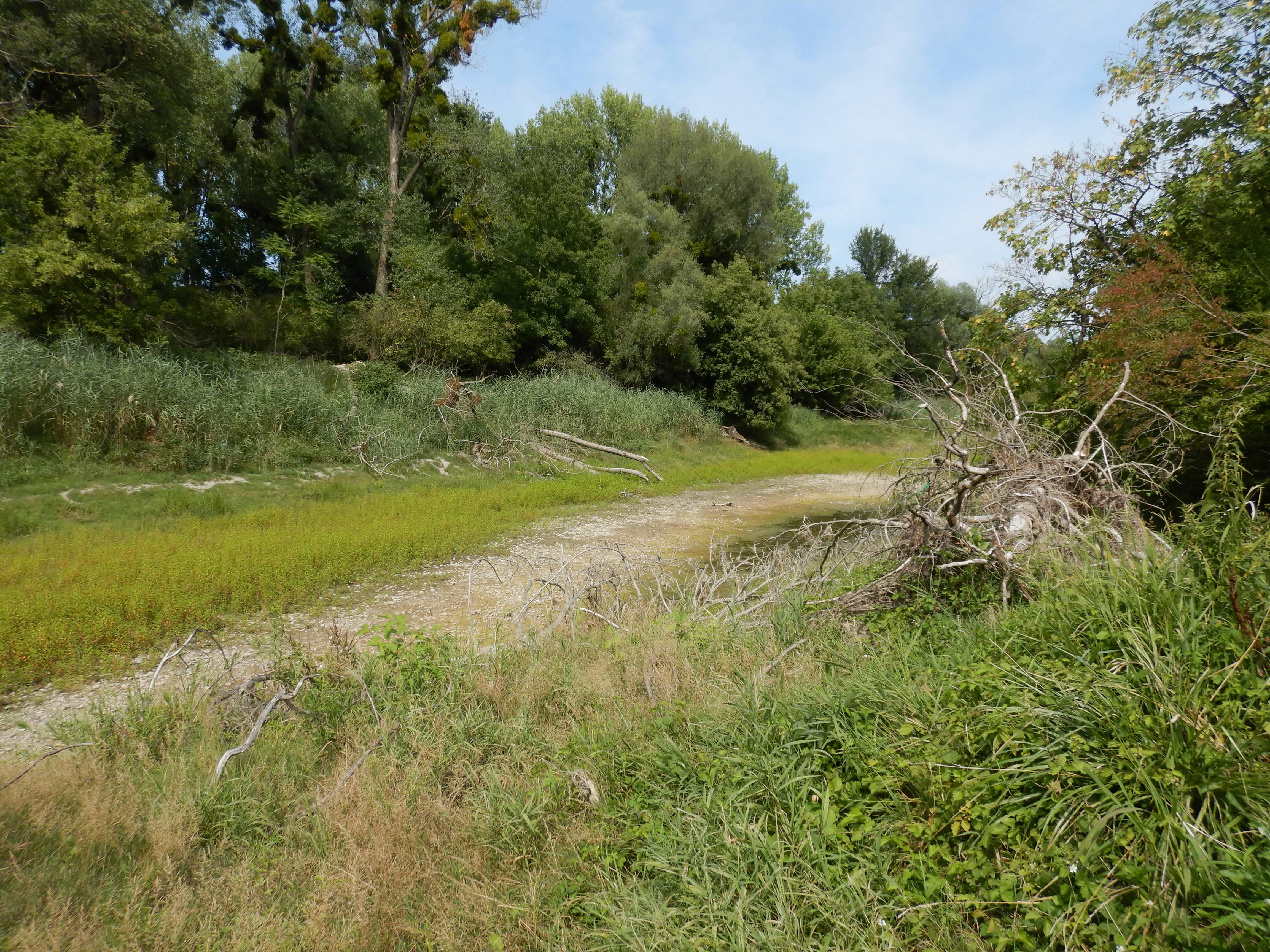 DSCN4306 2026-07-26 donau stopfenreuth.jpg