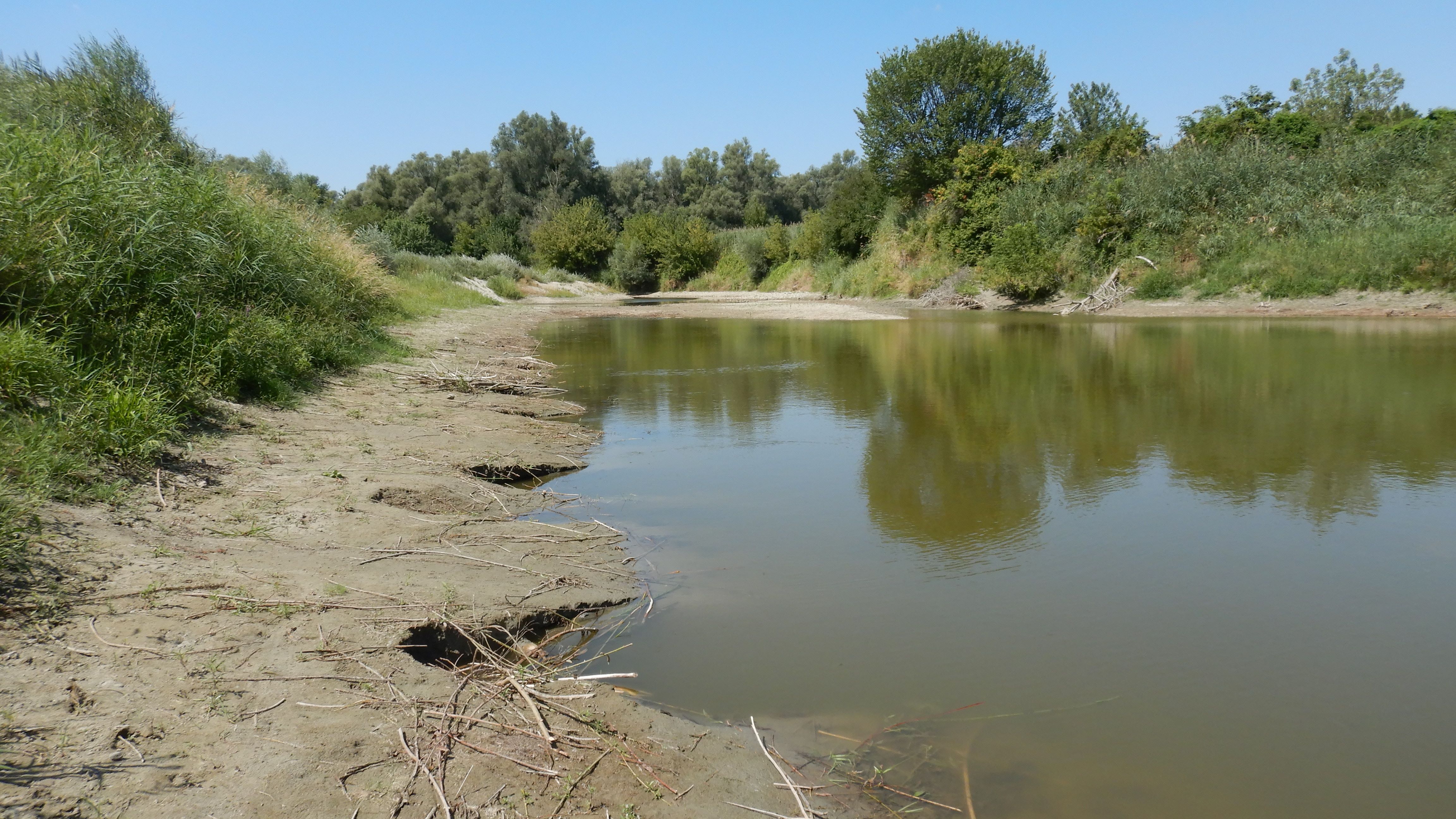 DSCN6788 2026-08-08 schönauer donauarm.jpg