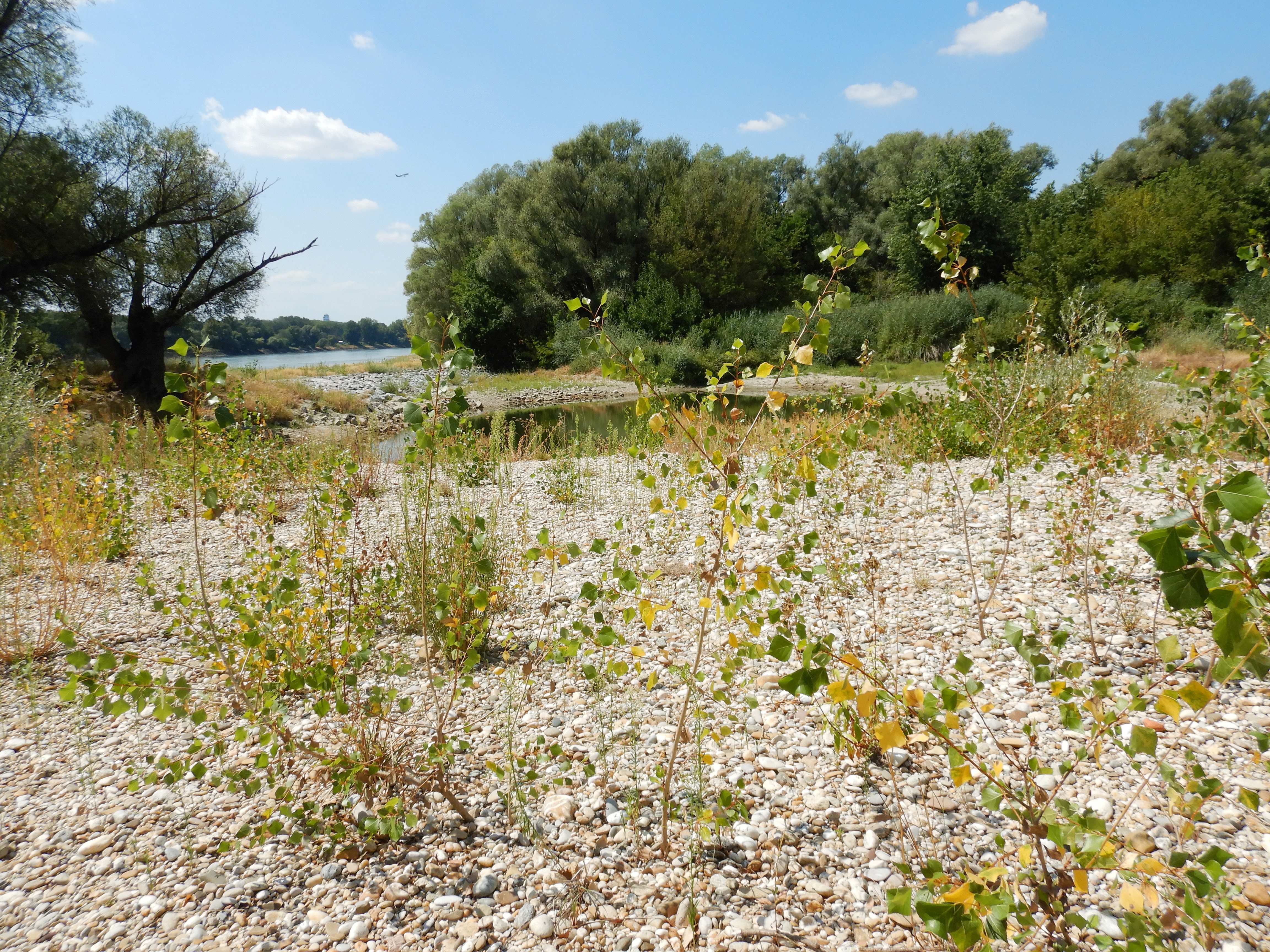 DSCN6839 2026-08-08 schönauer donauarm.jpg